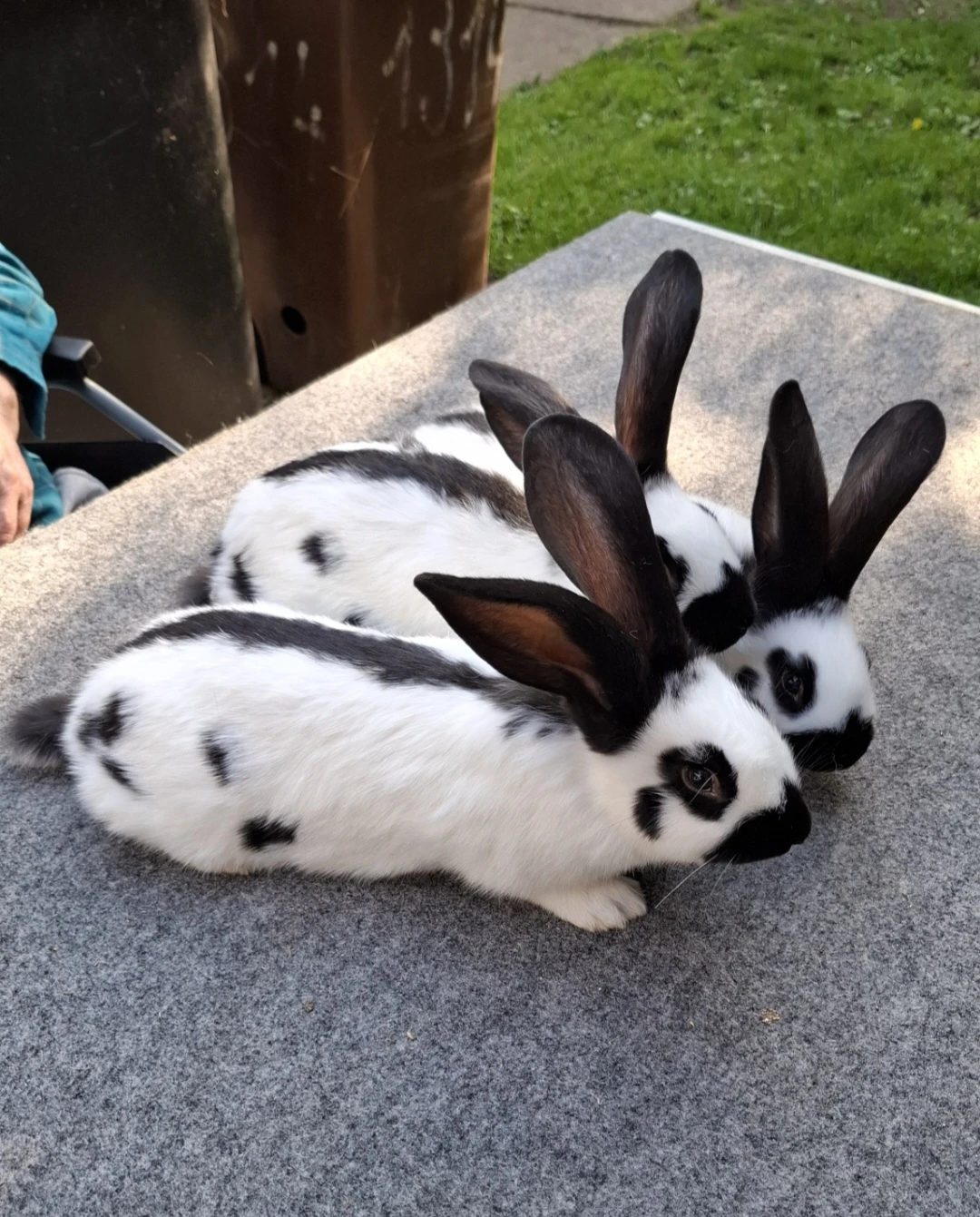 Německý obrovitý strakáč černý