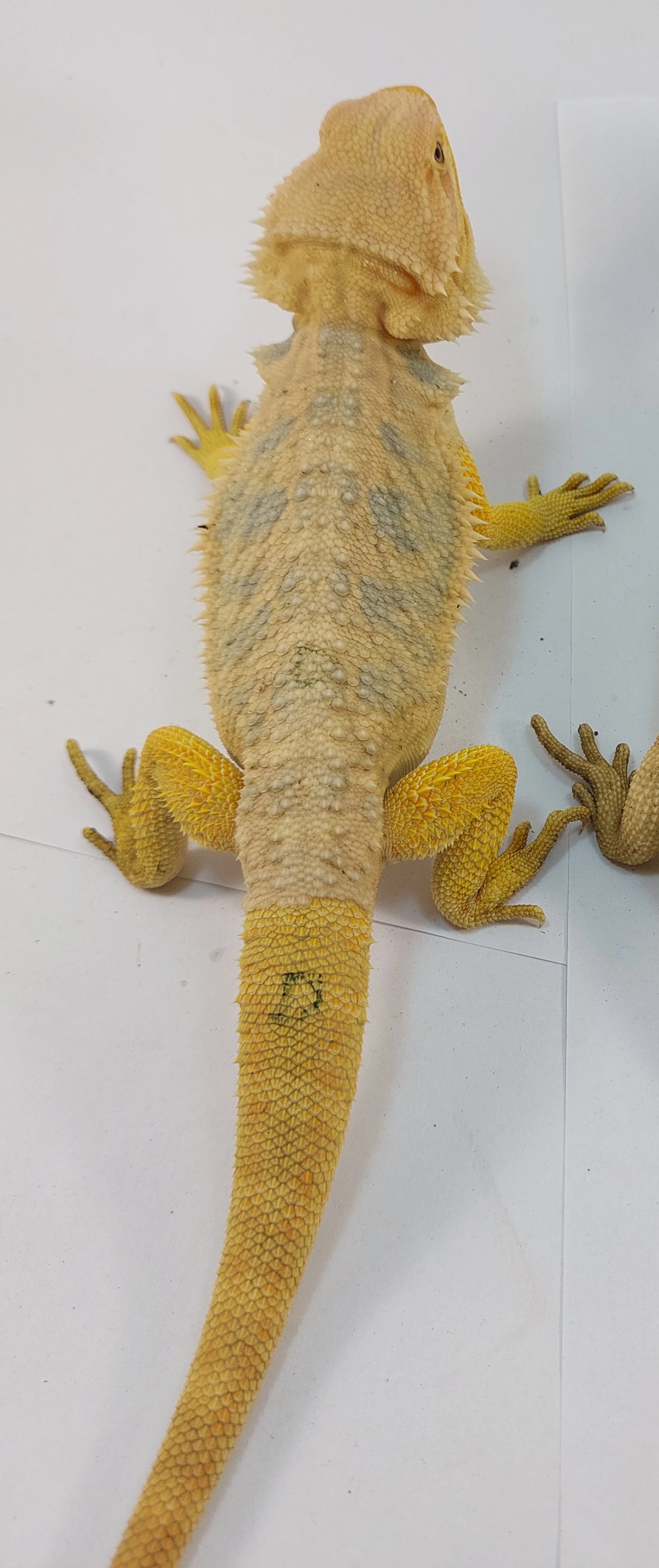 Agama vousatá-Pogona Vitticeps Citrus