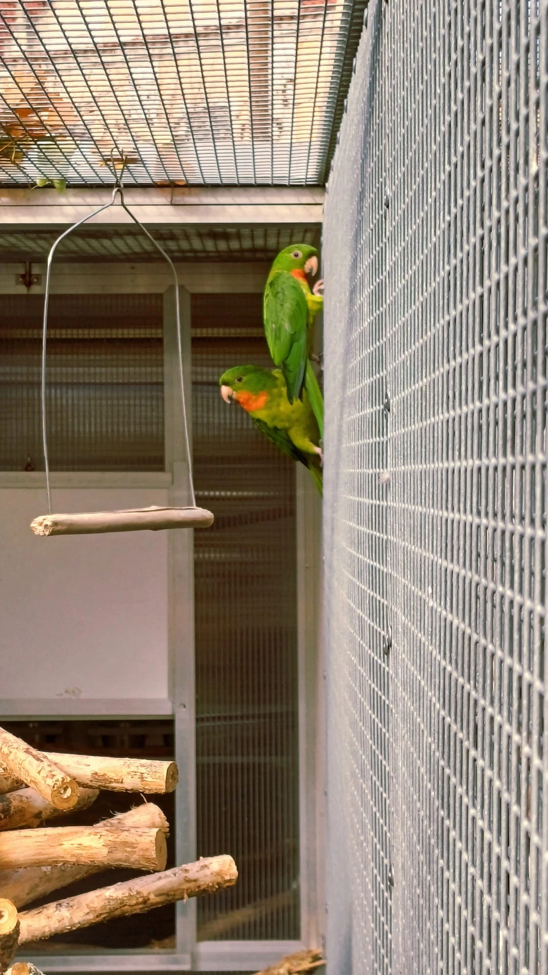 Aratinga červenohrdlý