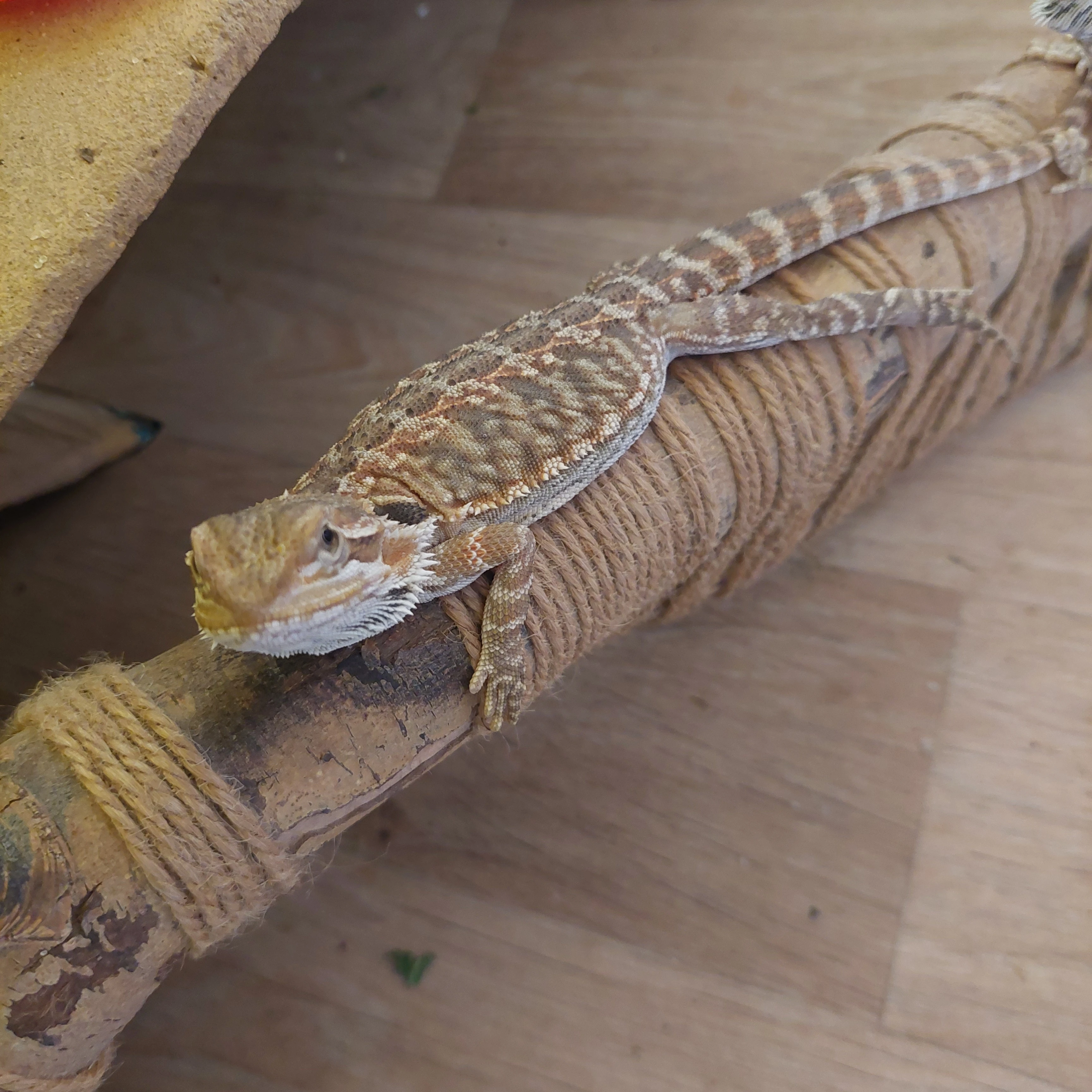 Mláďata agamy vousaté