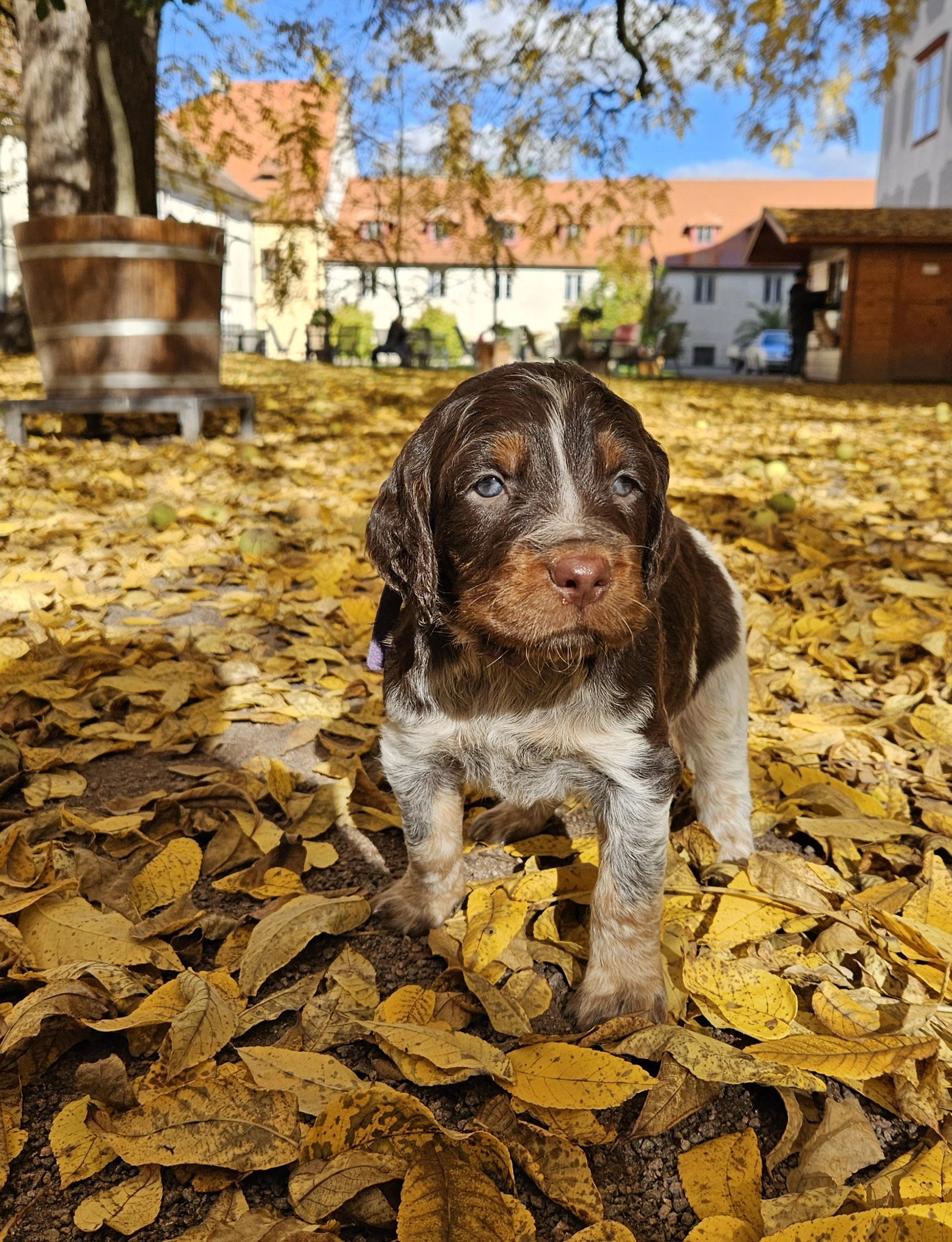 Pikardský ohař, Epagneul Picard