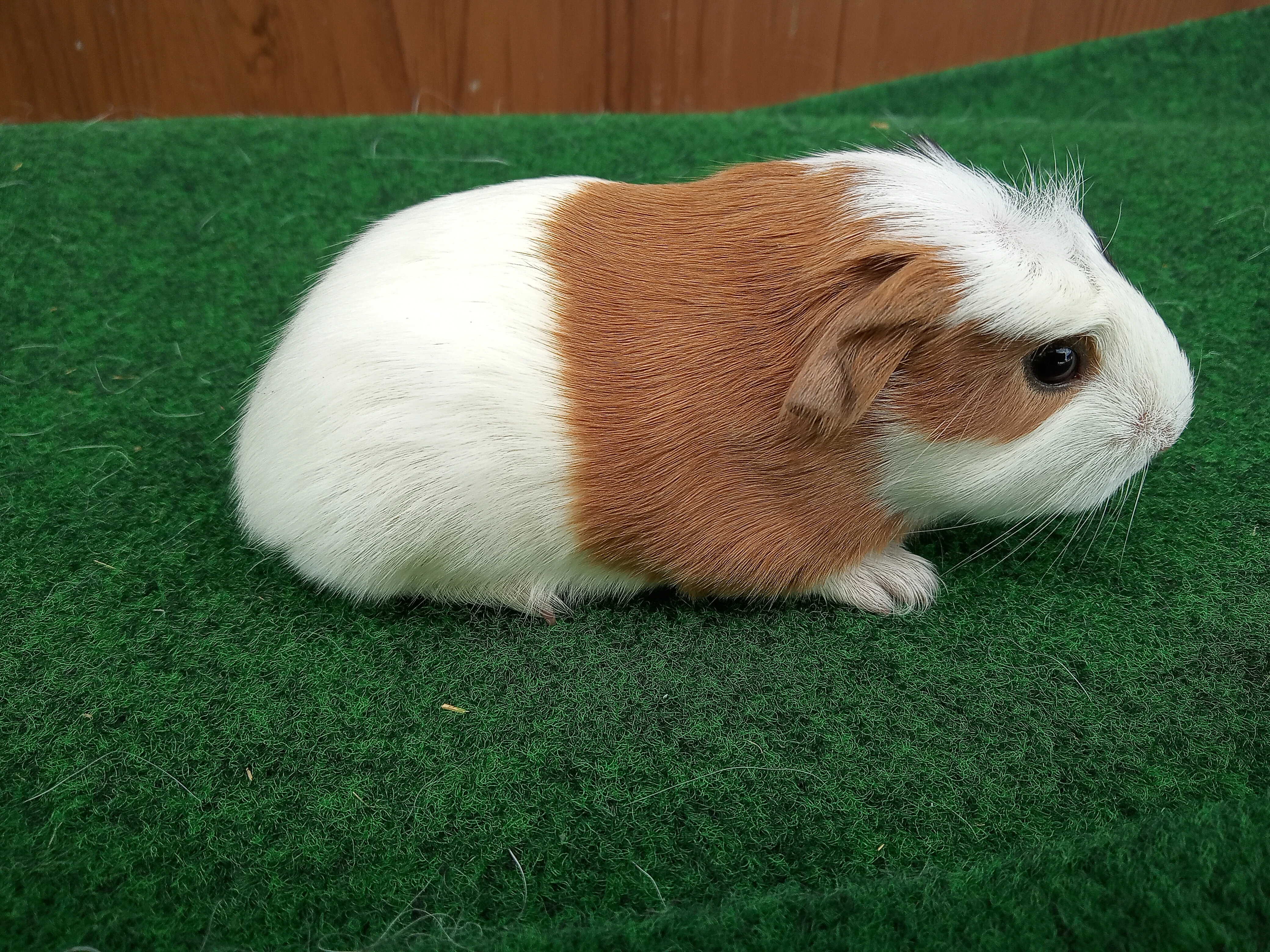 Morčátko sameček coronet