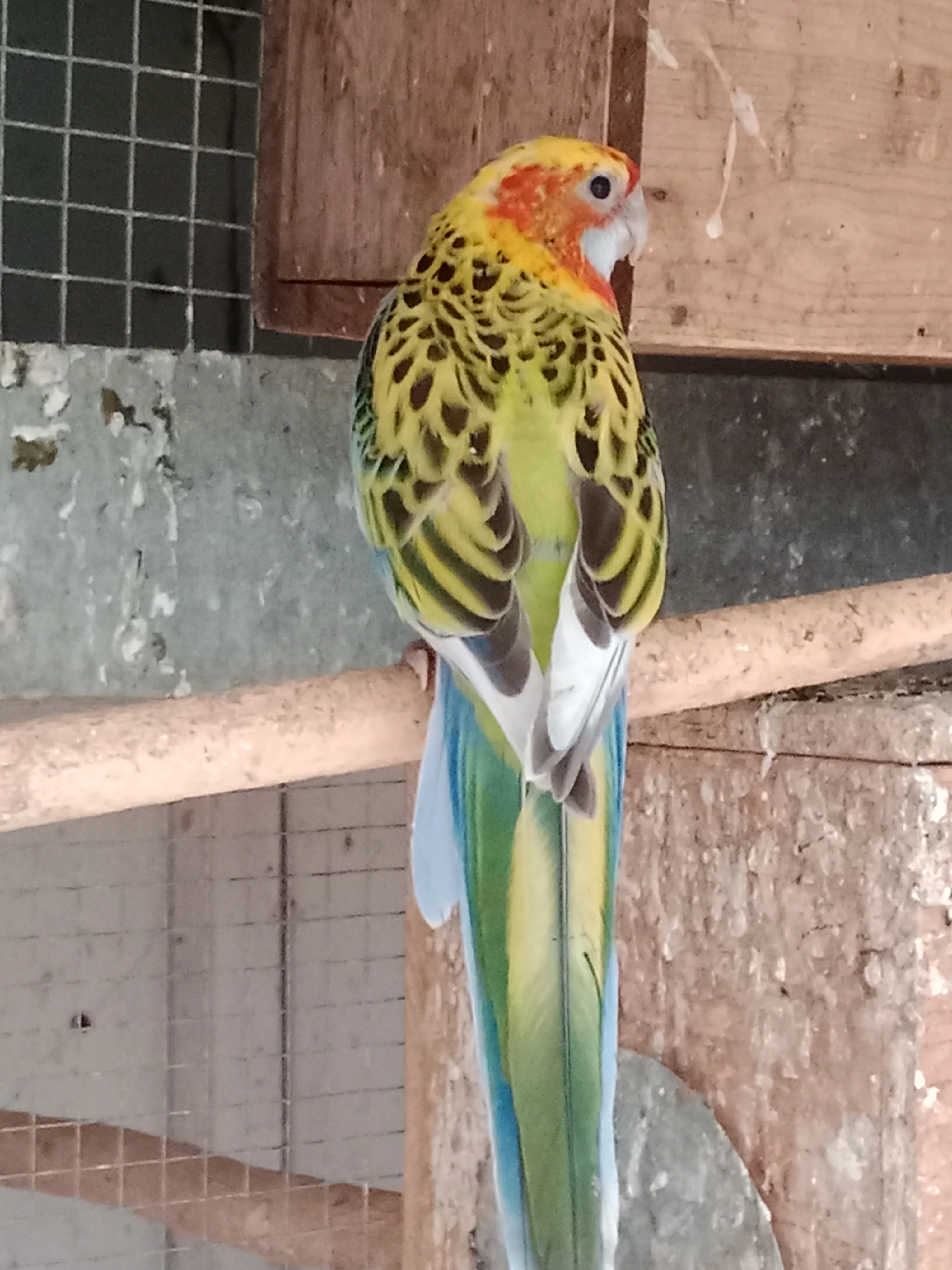 Prodám roselu přírodní straka