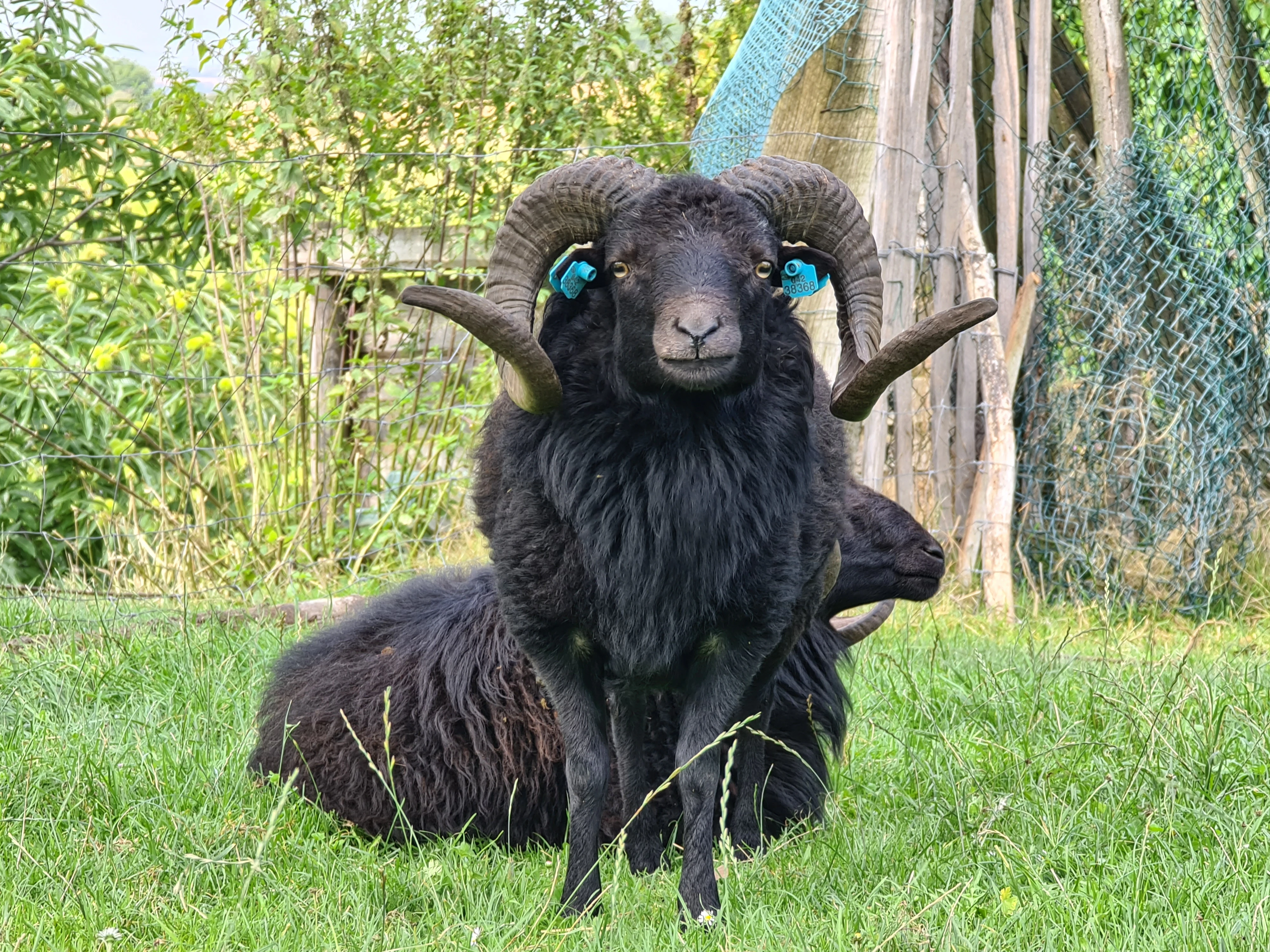 Prodej plemenných ouessantských beránků linie champion dabbe