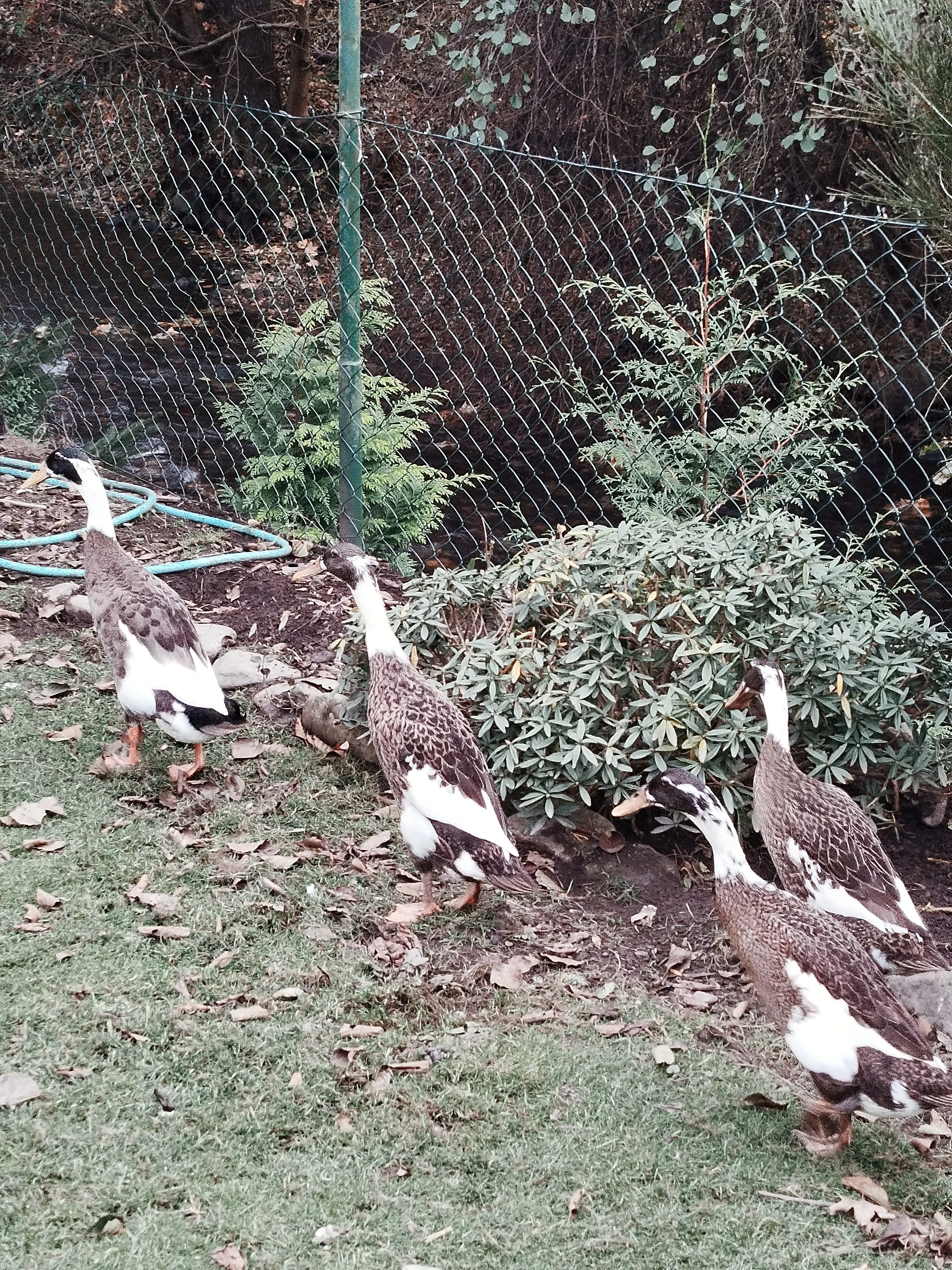 3 kačenky a jeden kaçer