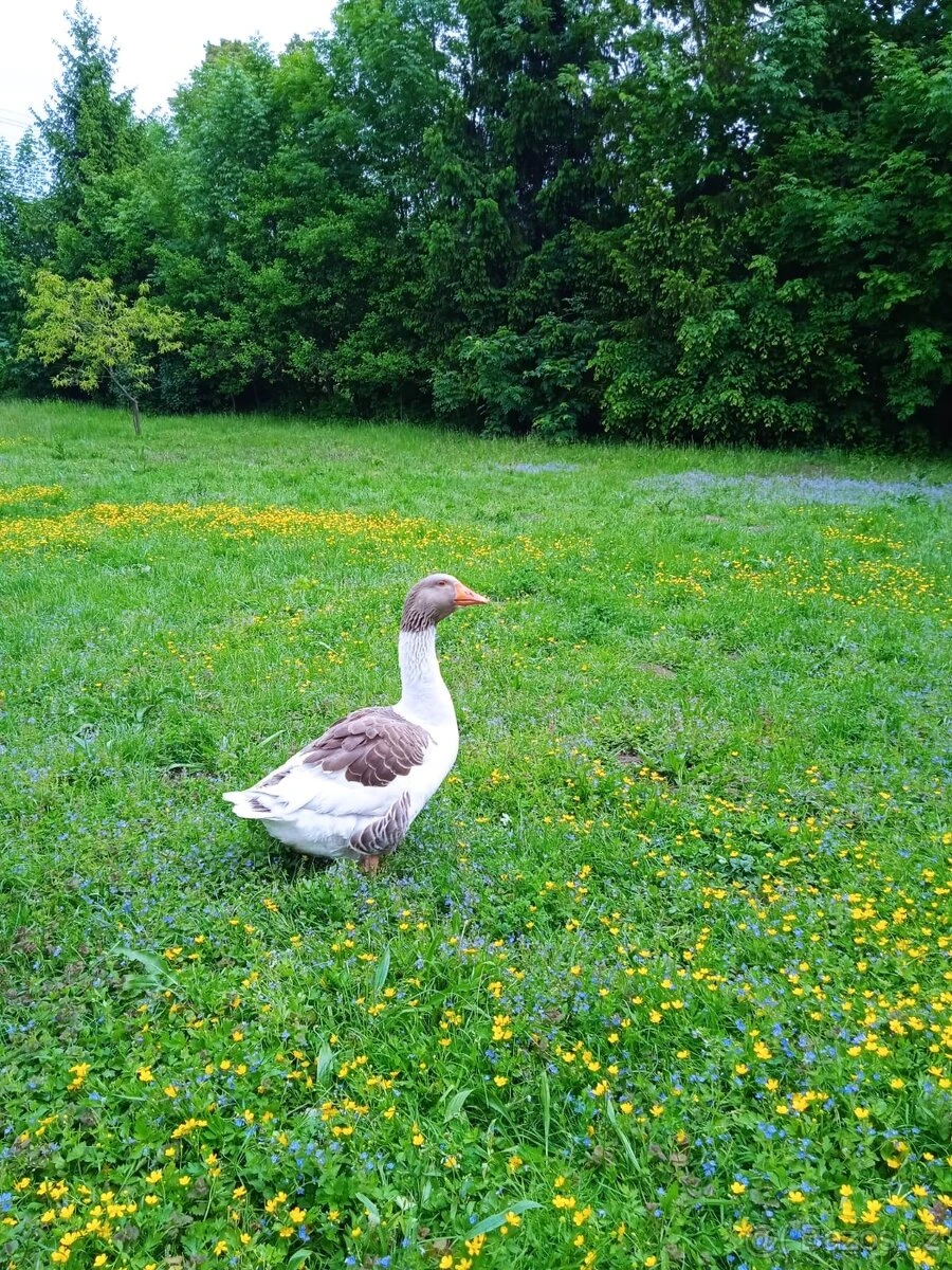 Prodám housera pomořanského