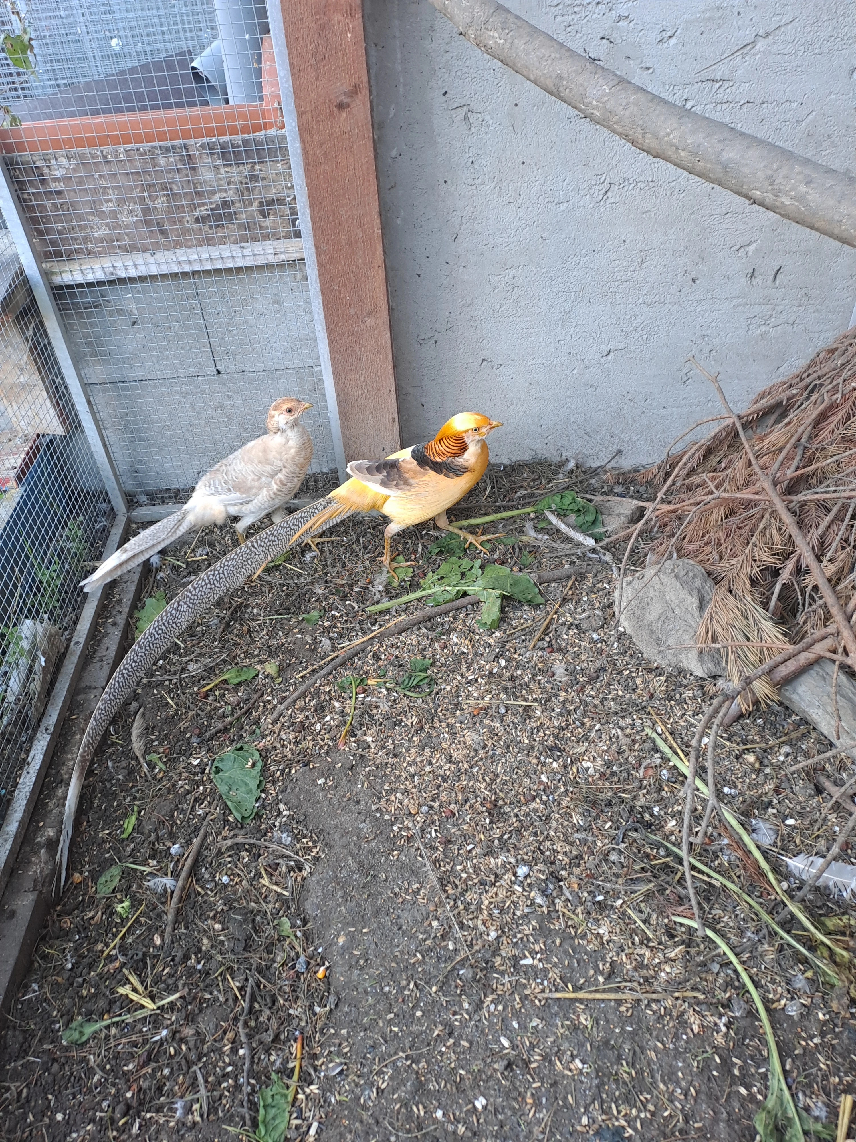 Bažant zlatožlutý