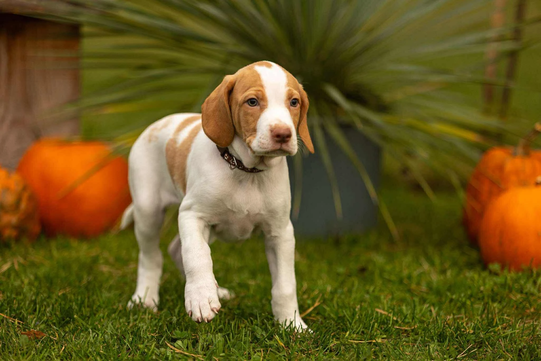 Saintgermánský ohař