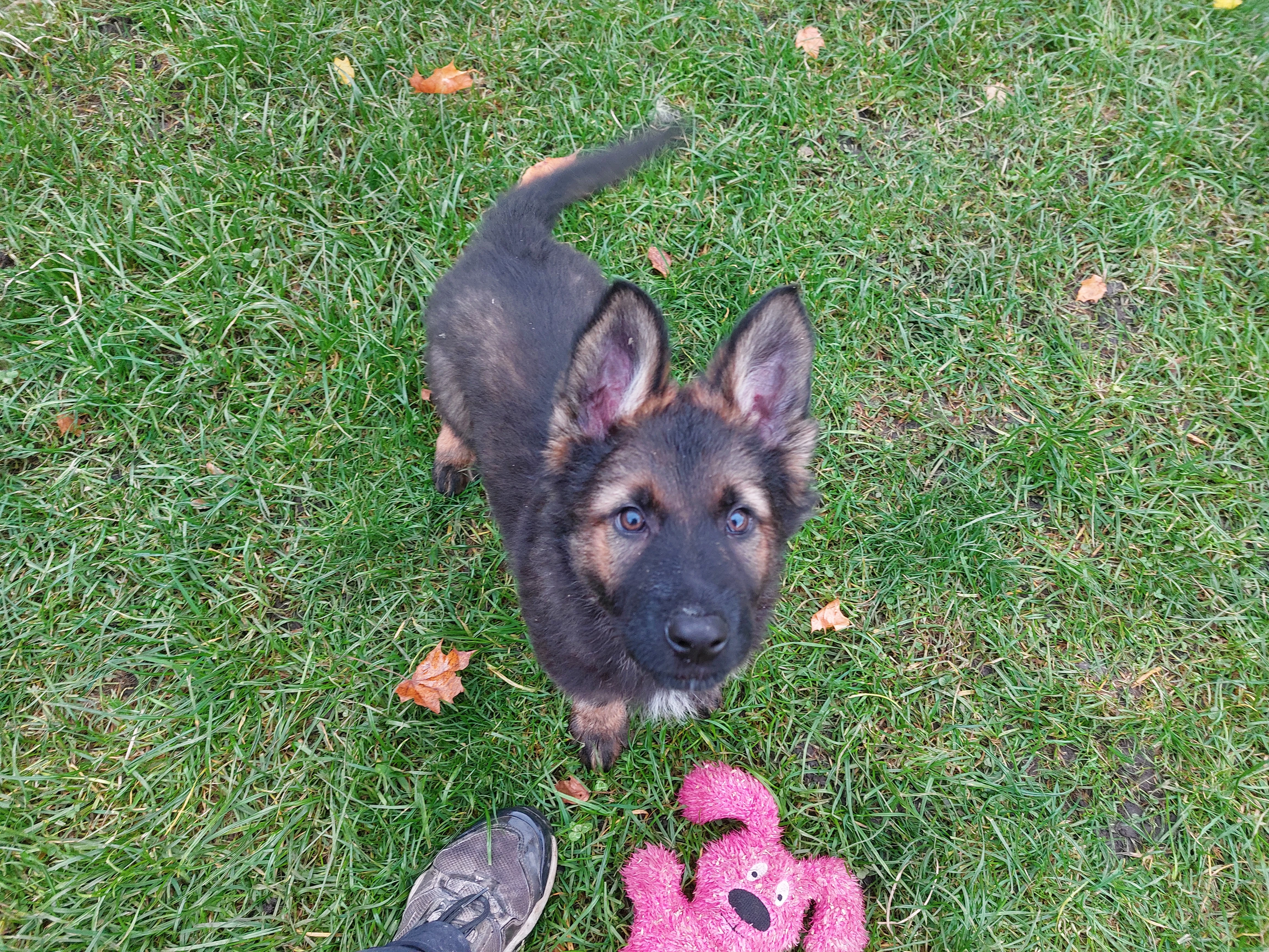 Německý ovčák dlouhosrstý s PP