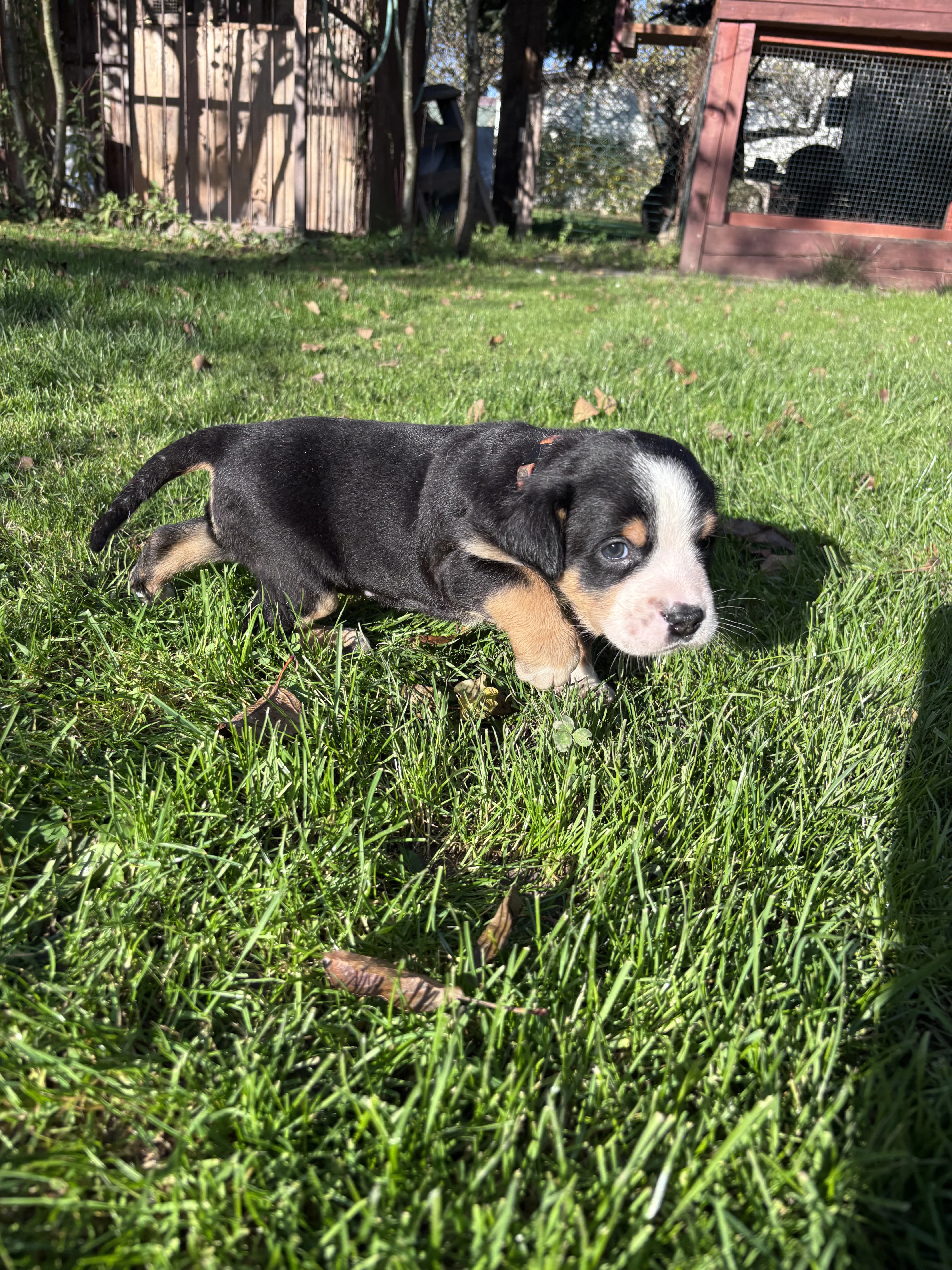 Štěňata velkého švýcarského salašnického psa