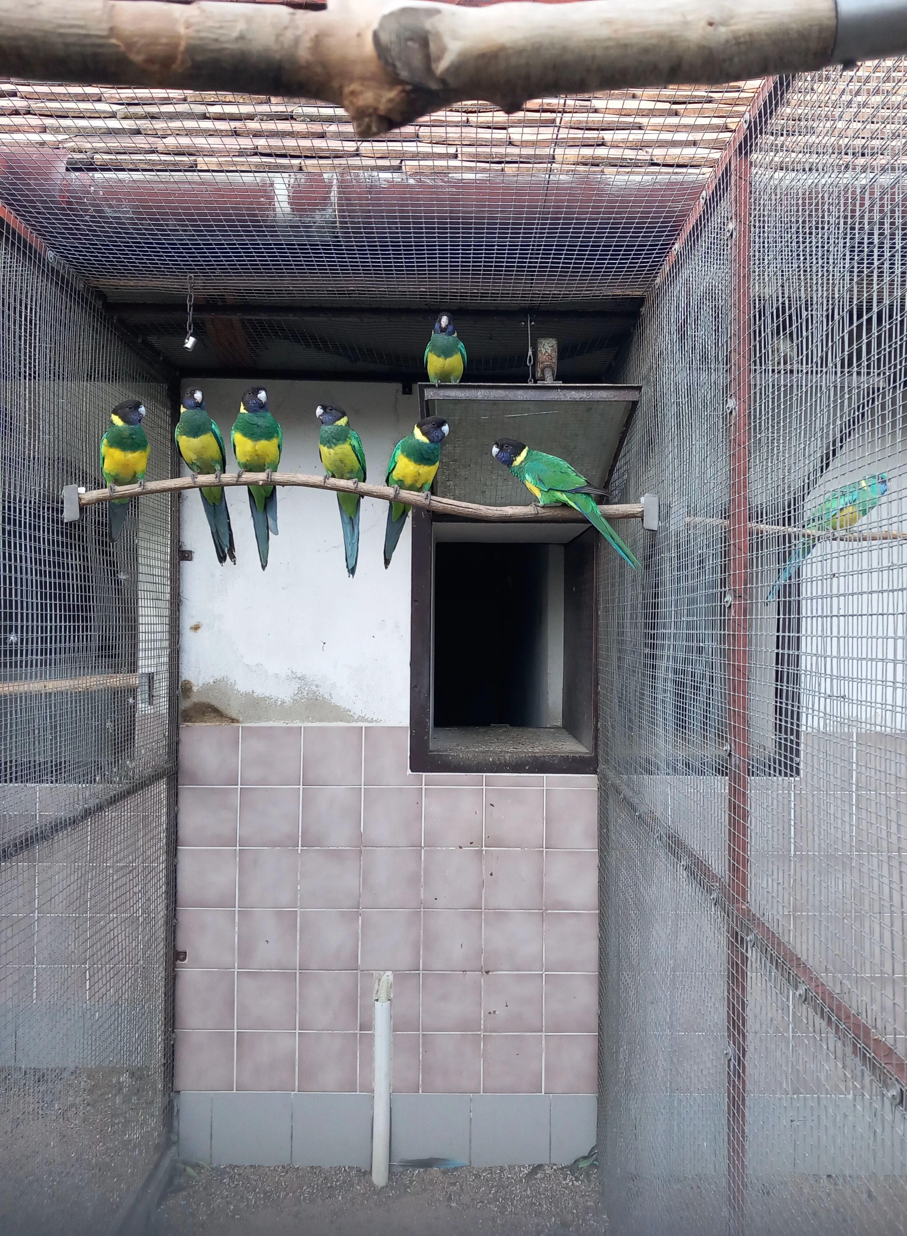 Barnard límcovỷ jižní