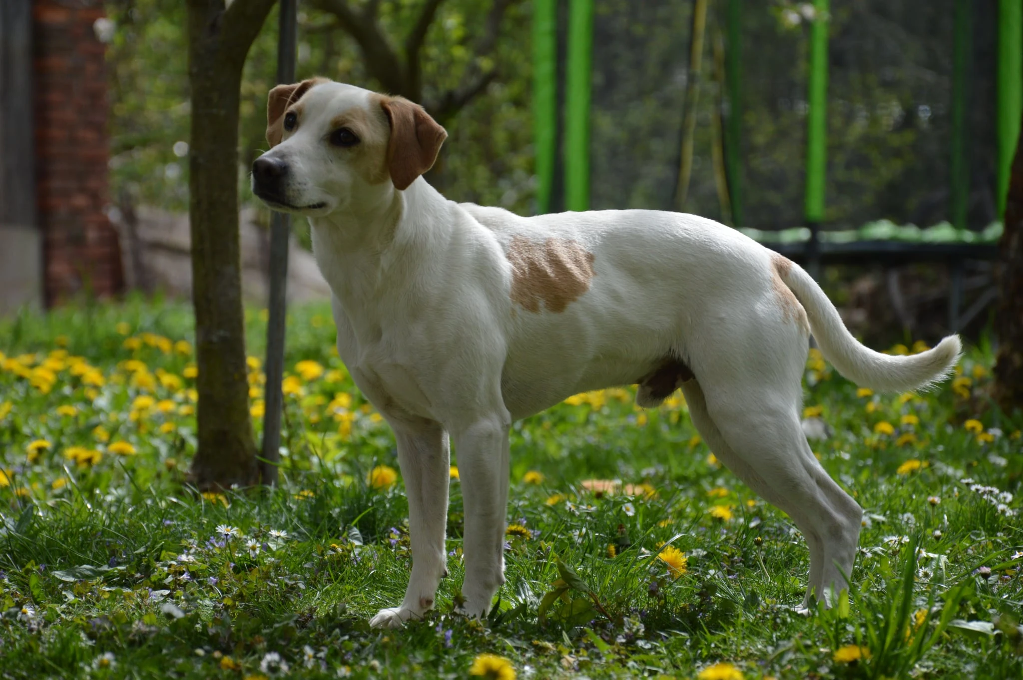 Dánsko Švédský farmářský pes