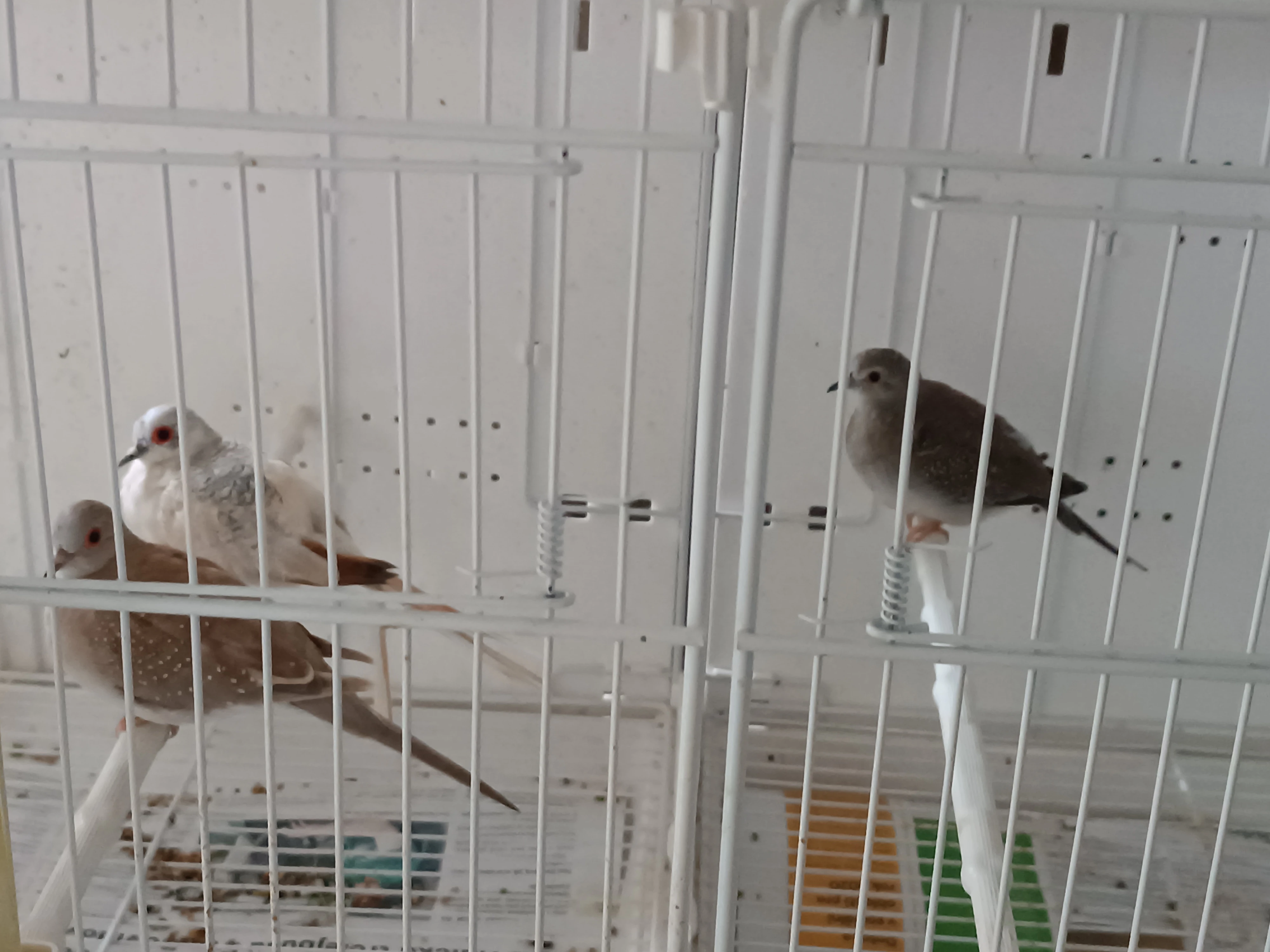 Holoubek diamantový