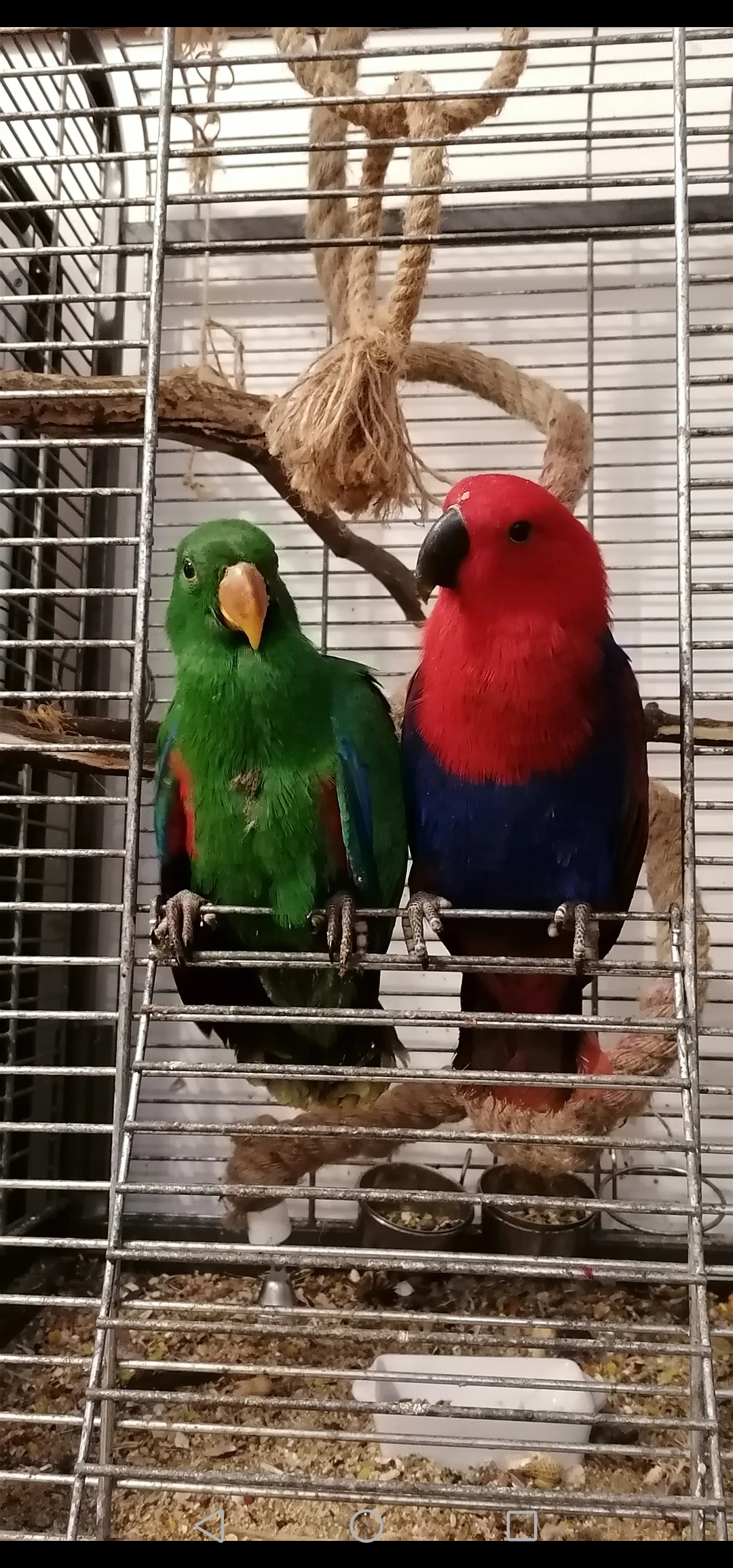 Eklektus různobarevný