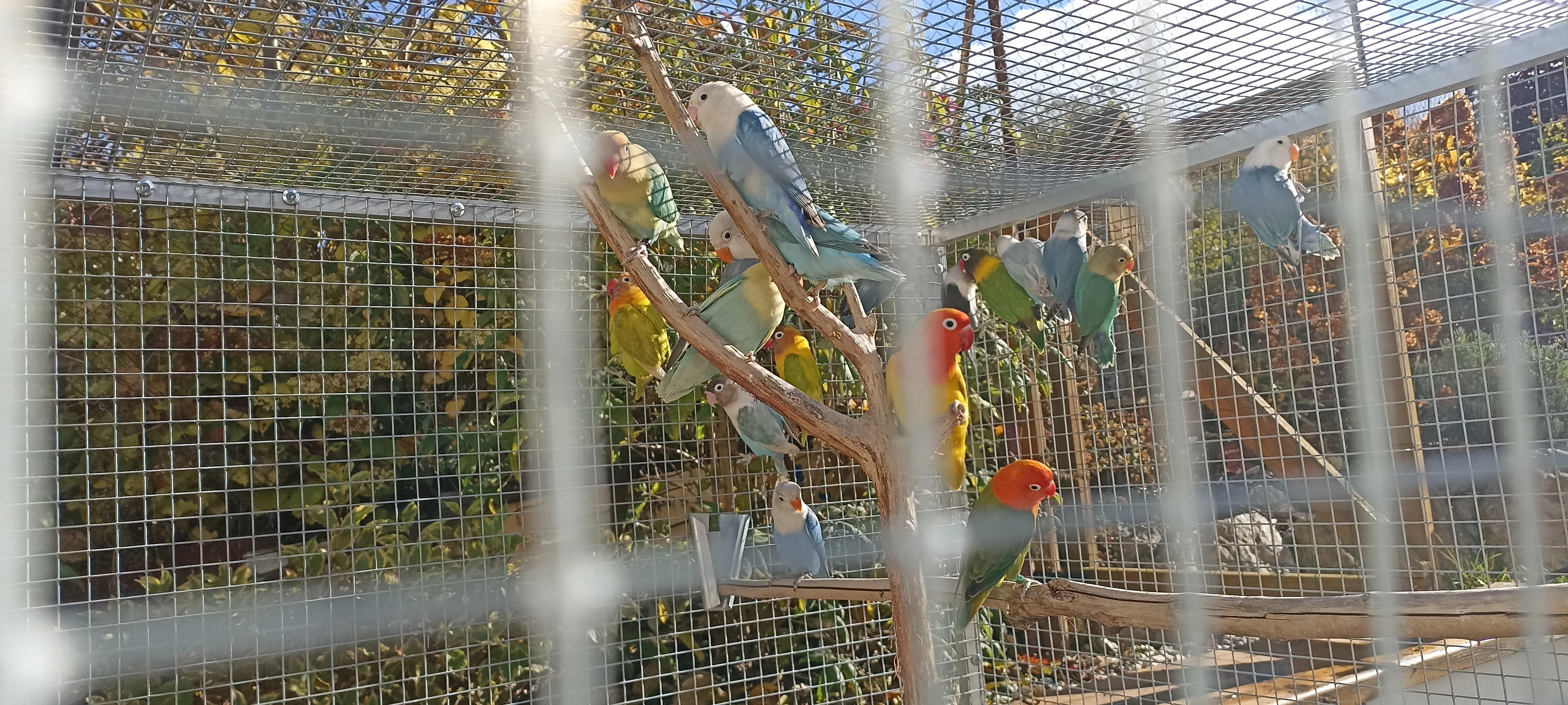 Agapornis škraboškový