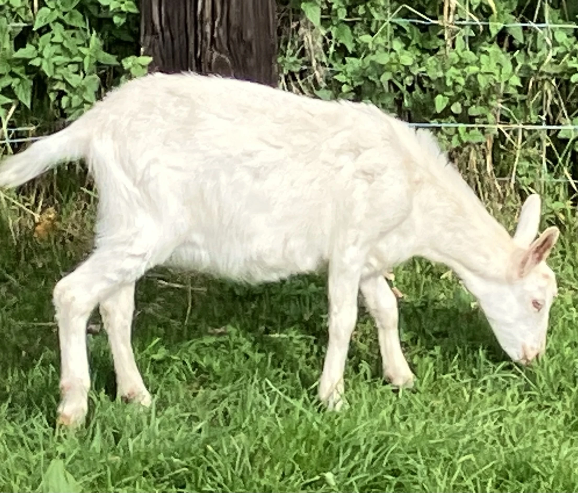 Prodám kozičku po plemenném sánském kozlovi