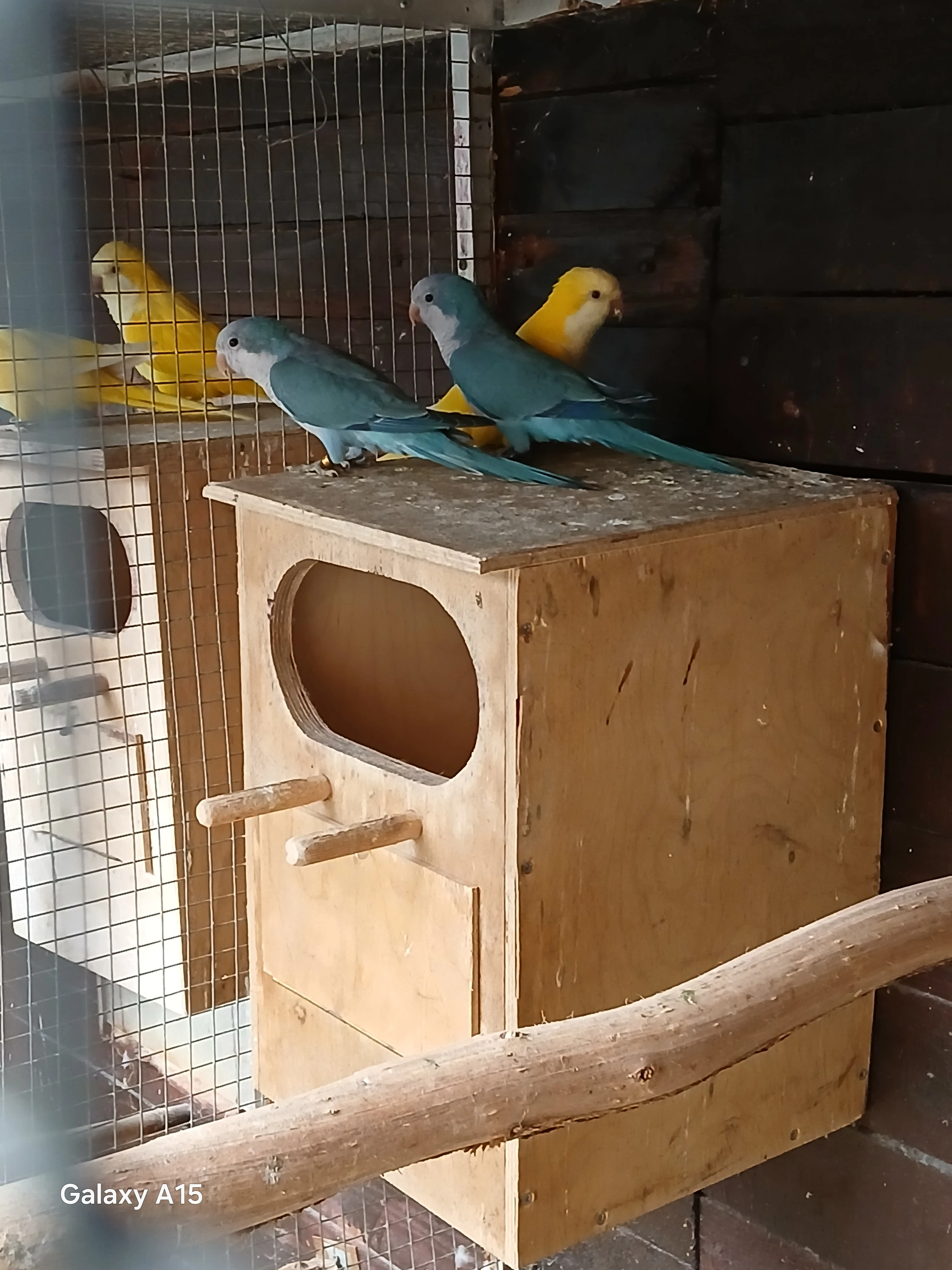 Prodám pár modrých Mníšků