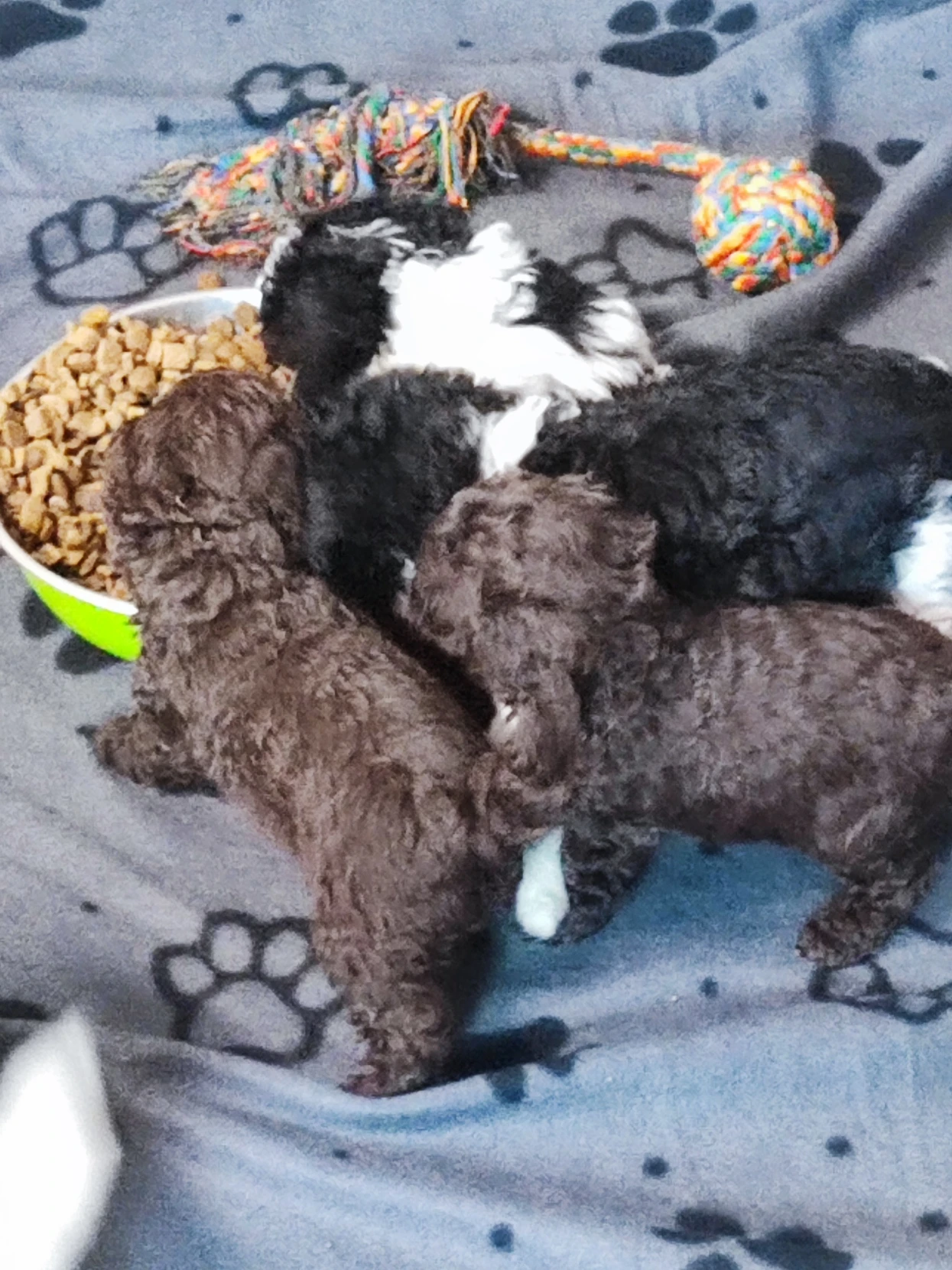 Pudl trpasličí s P.P.