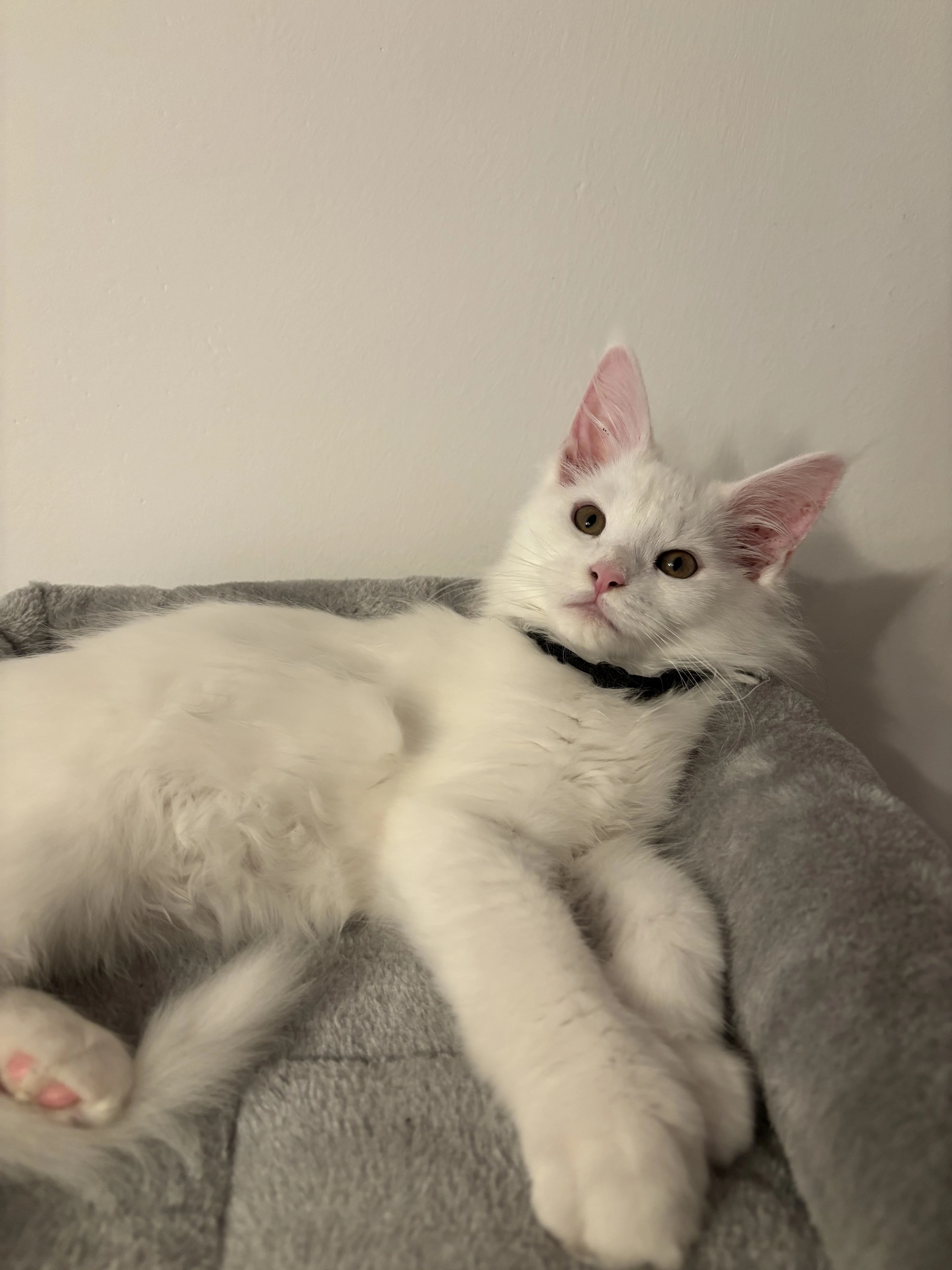 Bílá mainská mývalí s PP