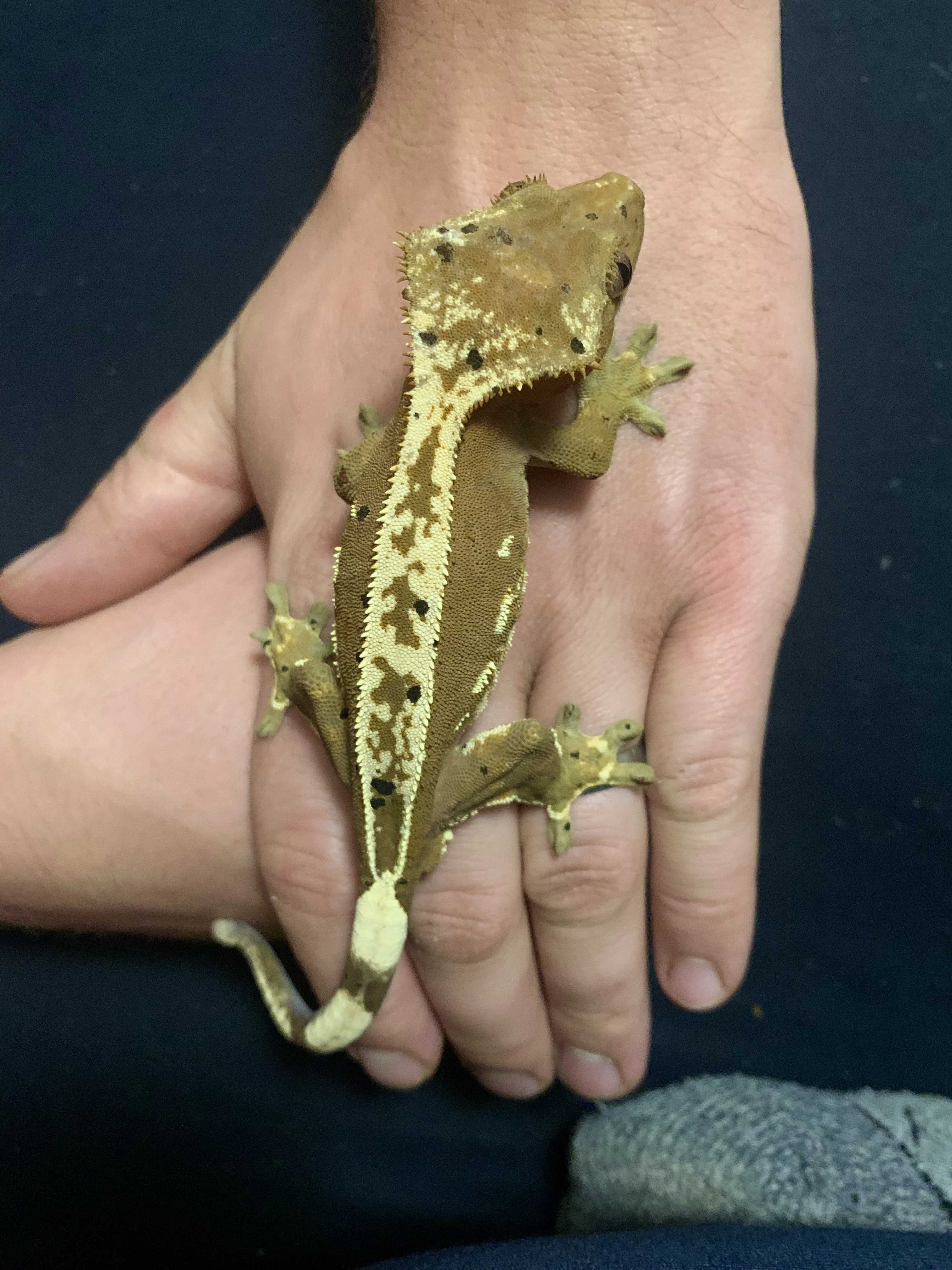 Pagekon řasnatý – mláďata po Pinstripe/Dalmatine  Lilly white liniích