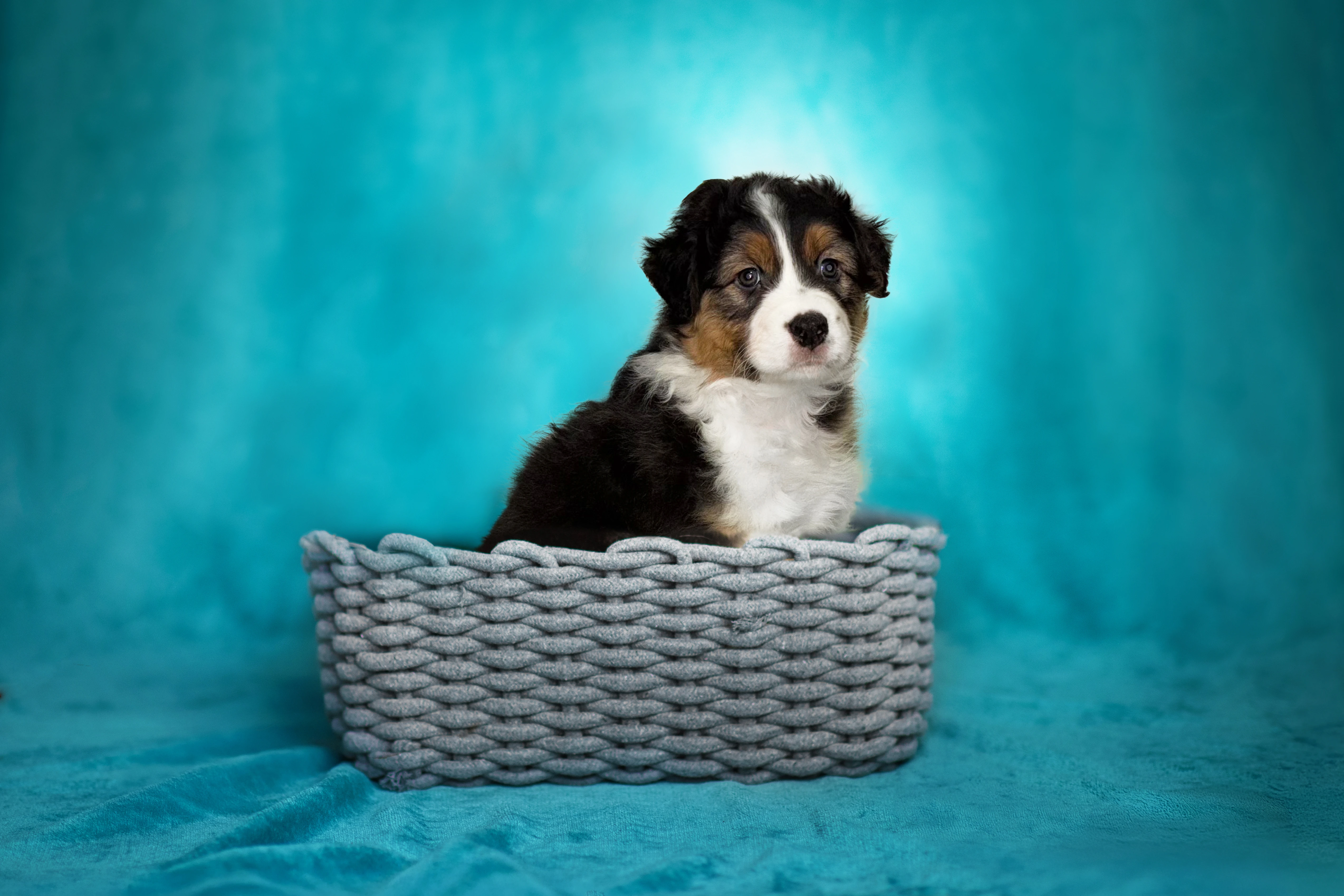 Australský ovčák - štěňátka s PP