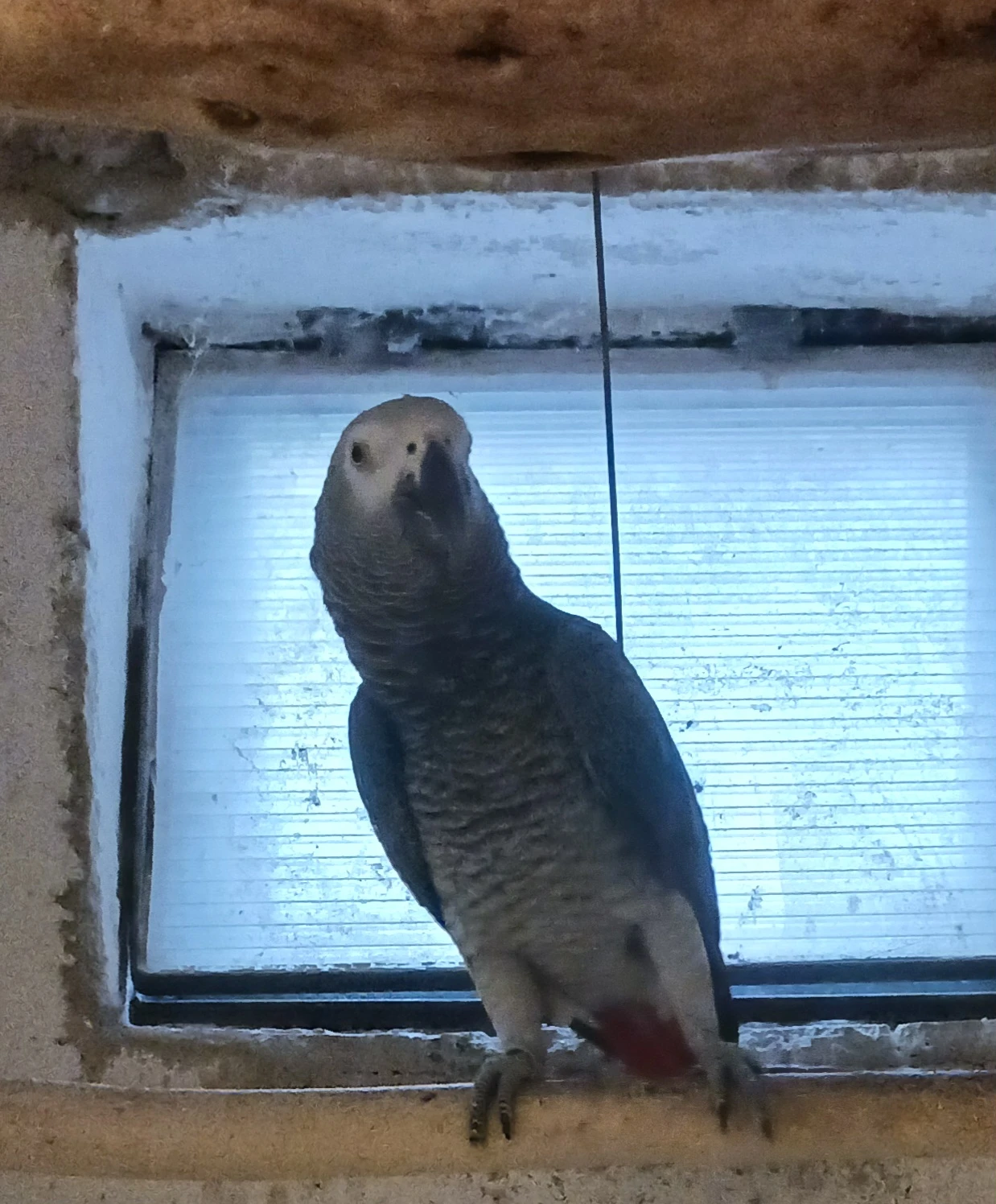 Žako velký - kongo