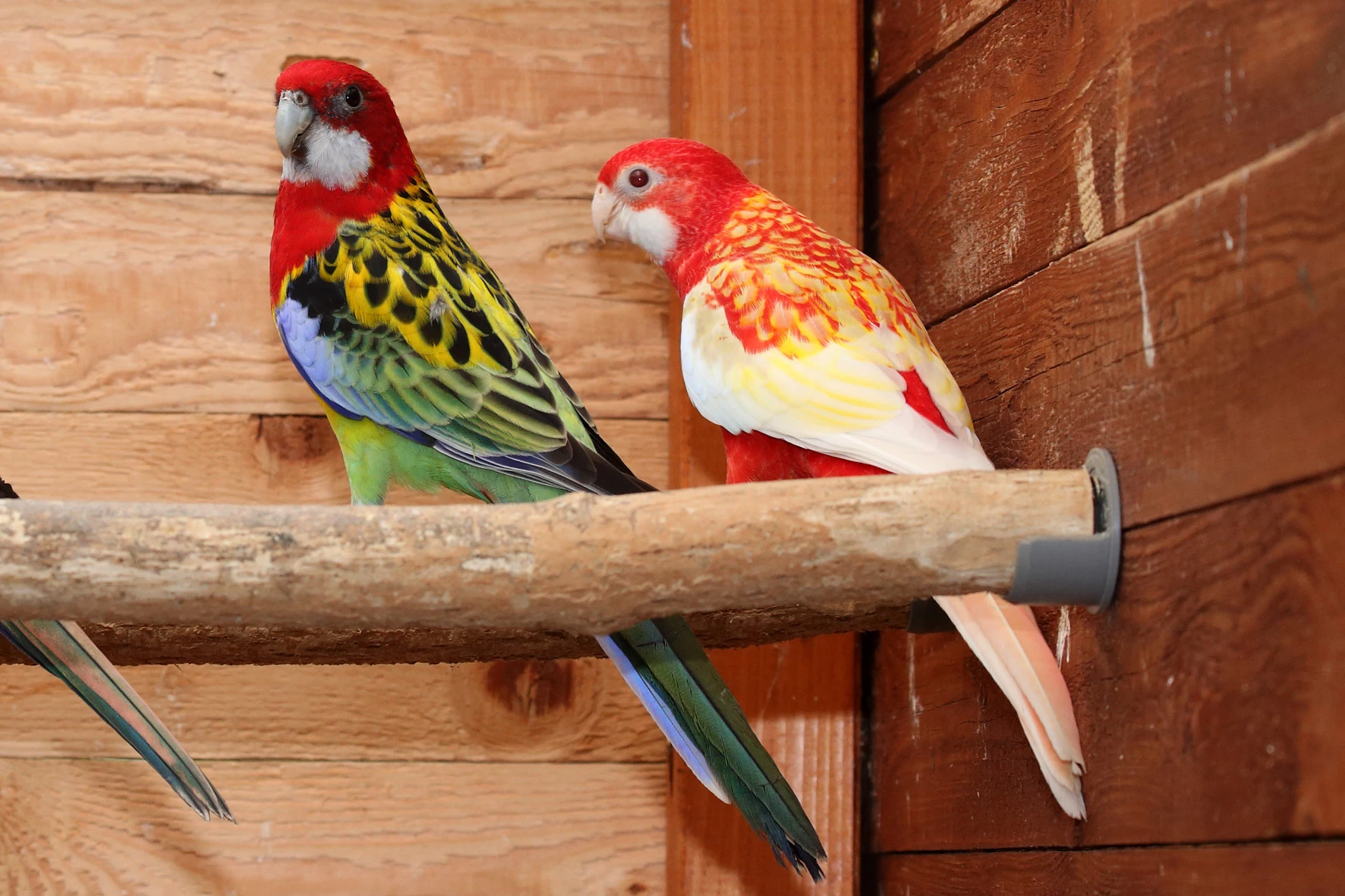 Rosela pestrá štěp na černou  rubino