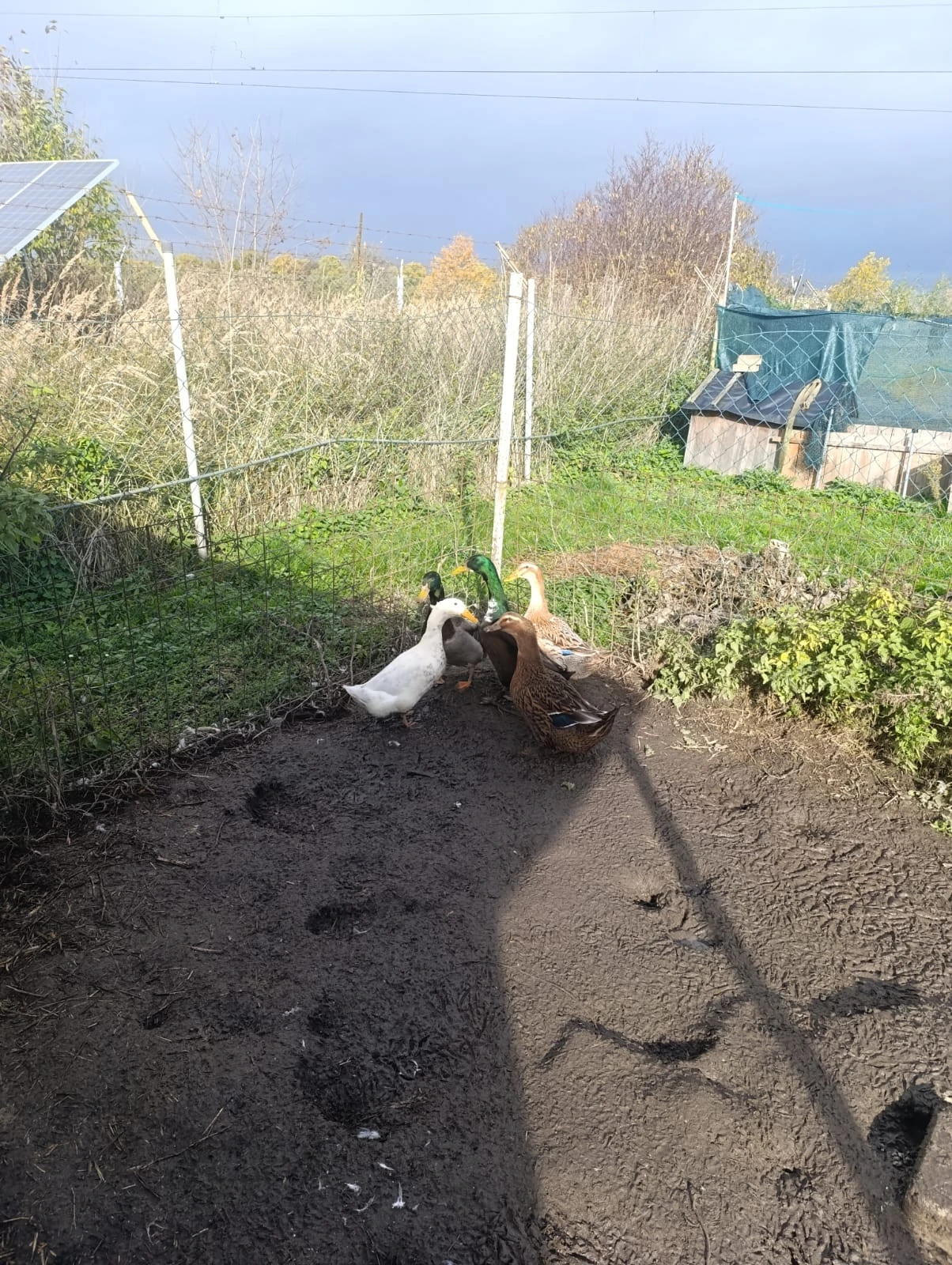 Kachna pekingská křížená s indickým běžcem