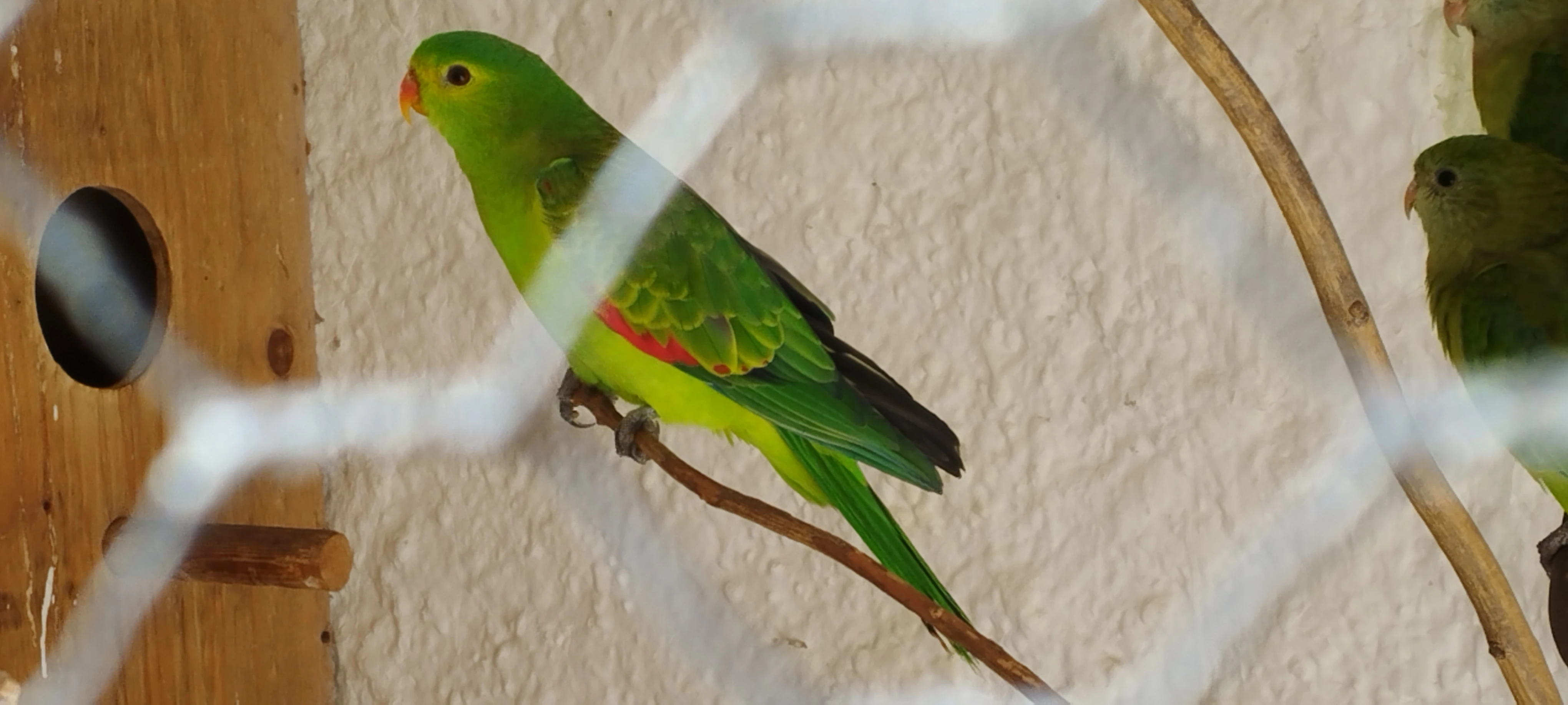 Prodám papouška červenokřídlého