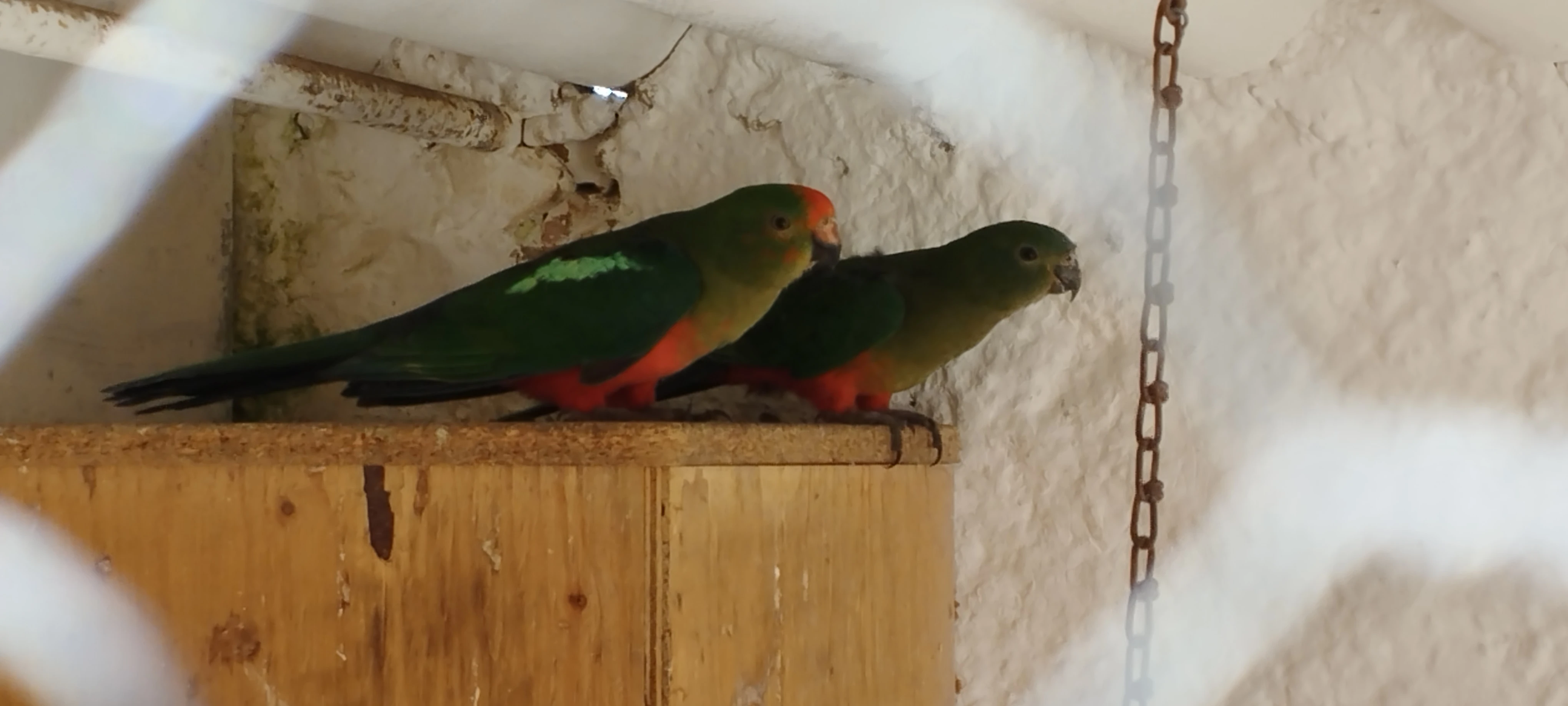 Papoušek královský