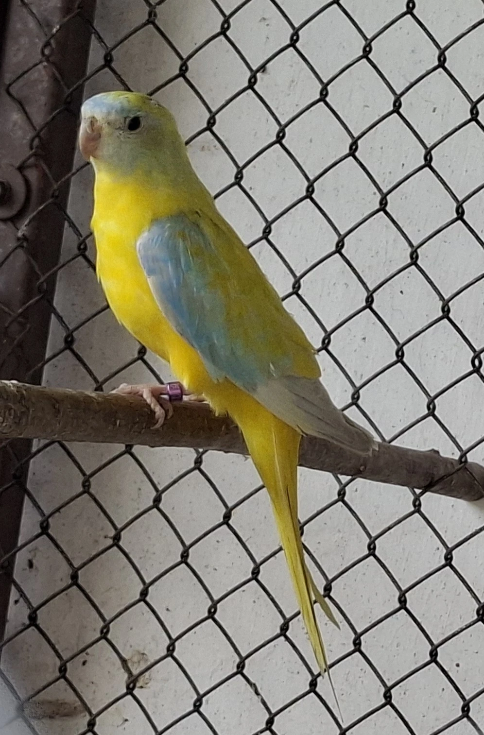 Neoféma tyrkysová žltobruchý opalín