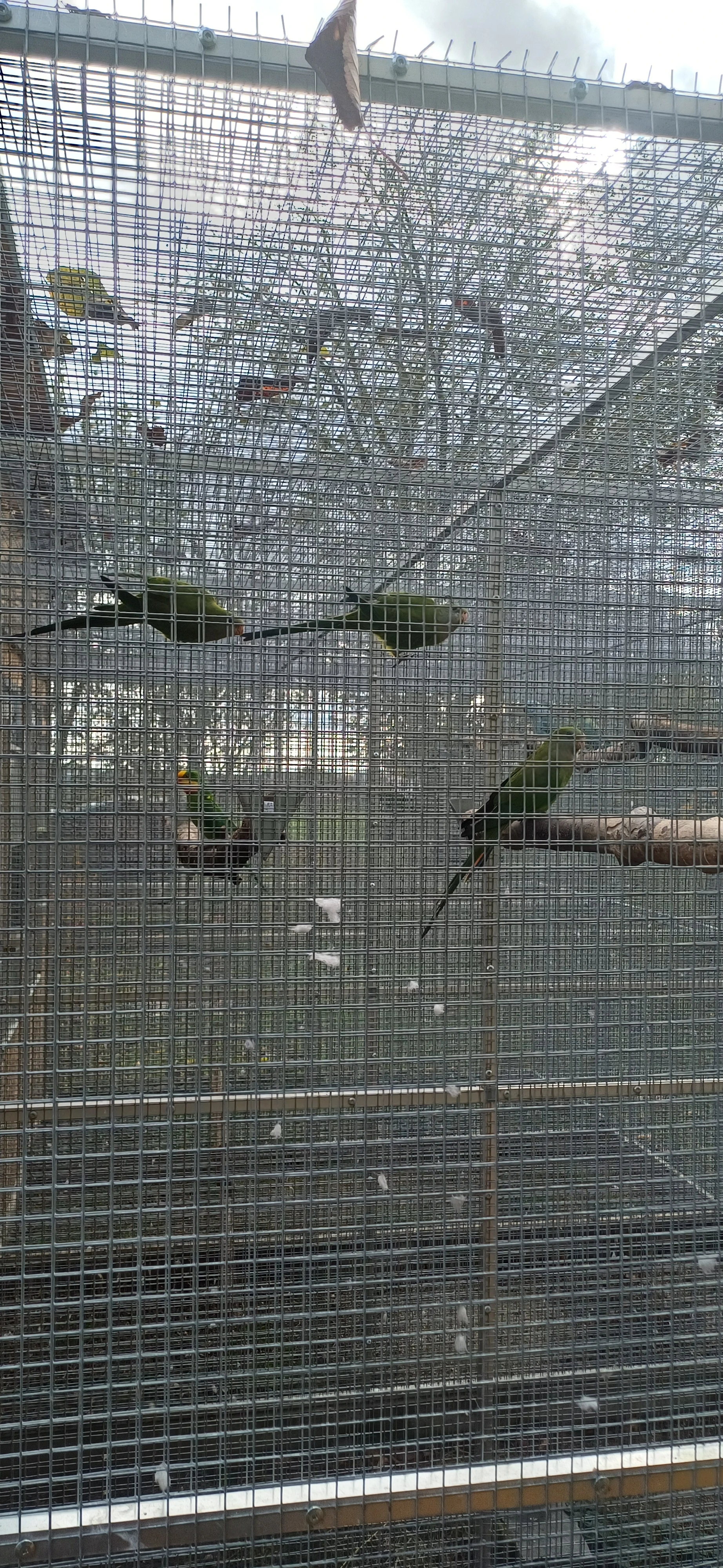 Papoušek nádherný