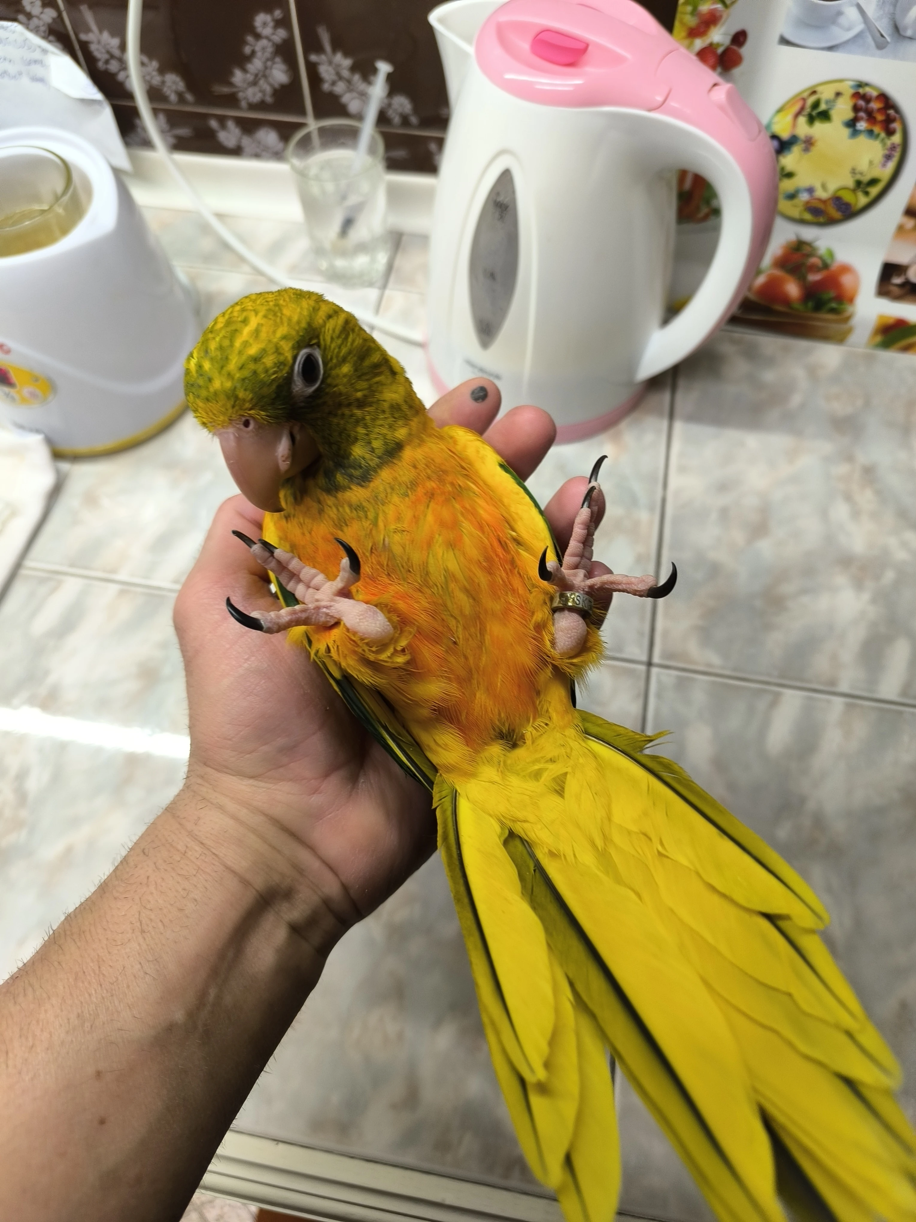 Guaruba guarouba, golden conure, aratinga žltá.