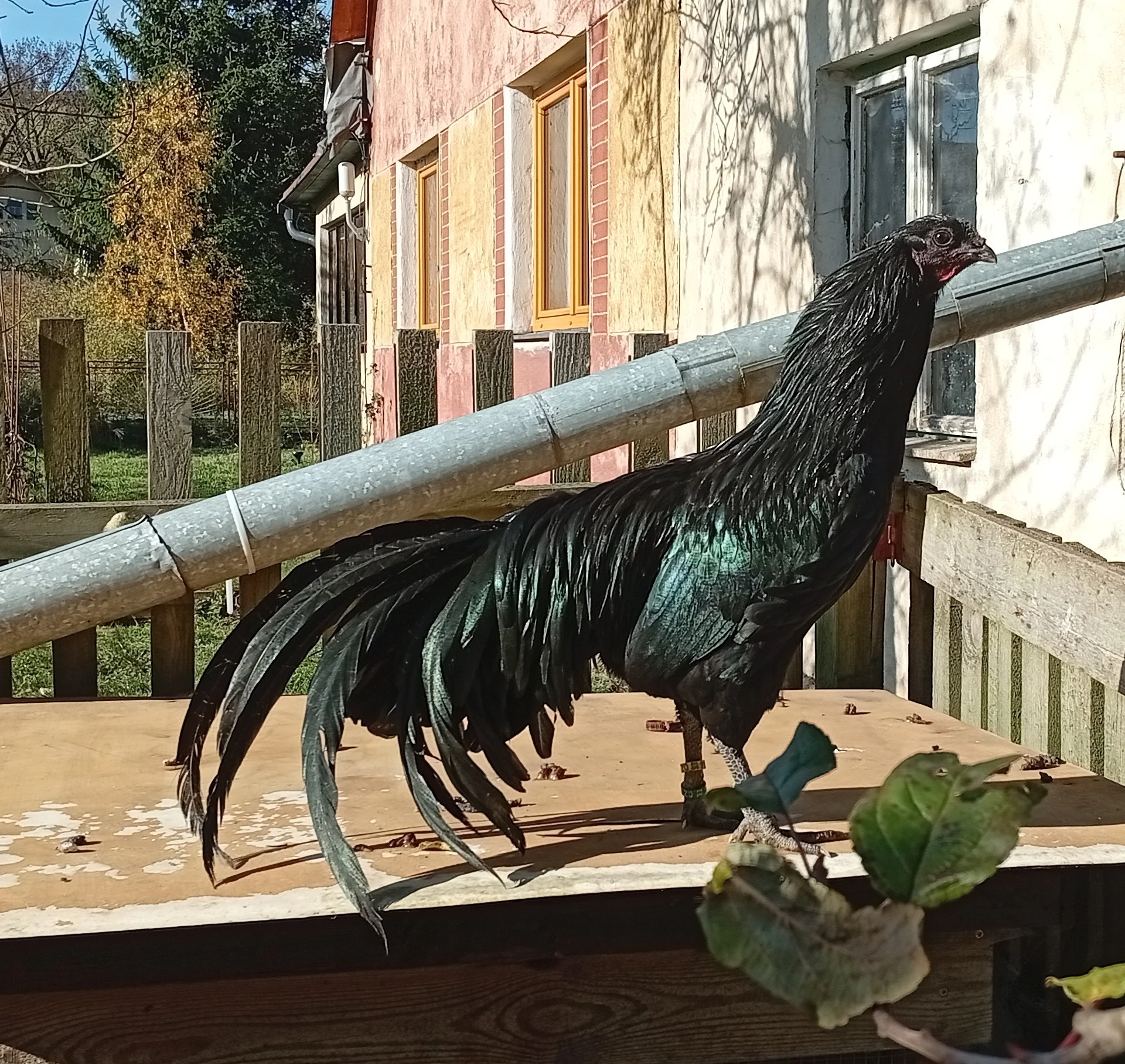 Sumatránka velká černá (kohouti, slepice)