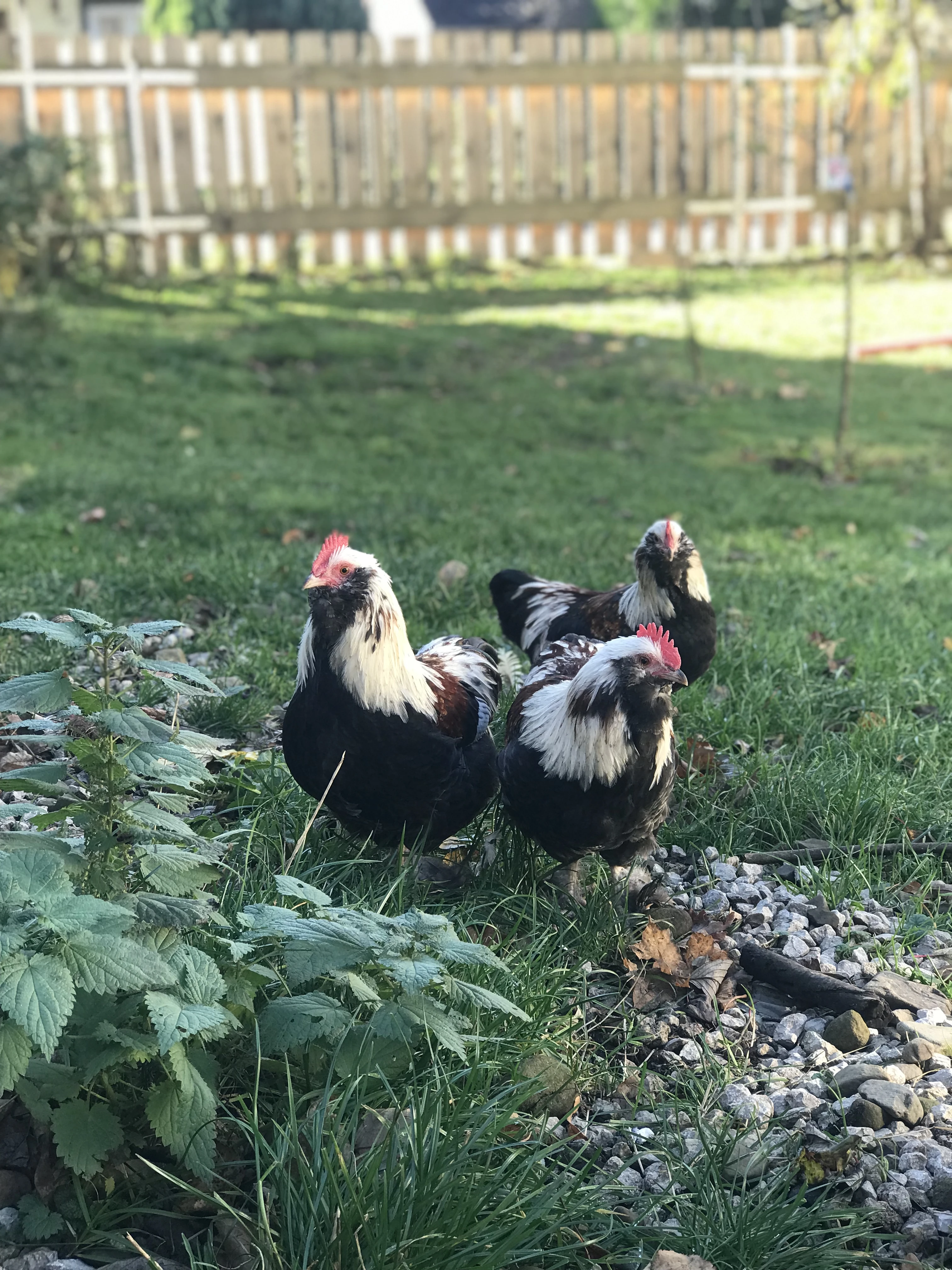 Nabízím kohoutky - kříženci faverolky zdr.