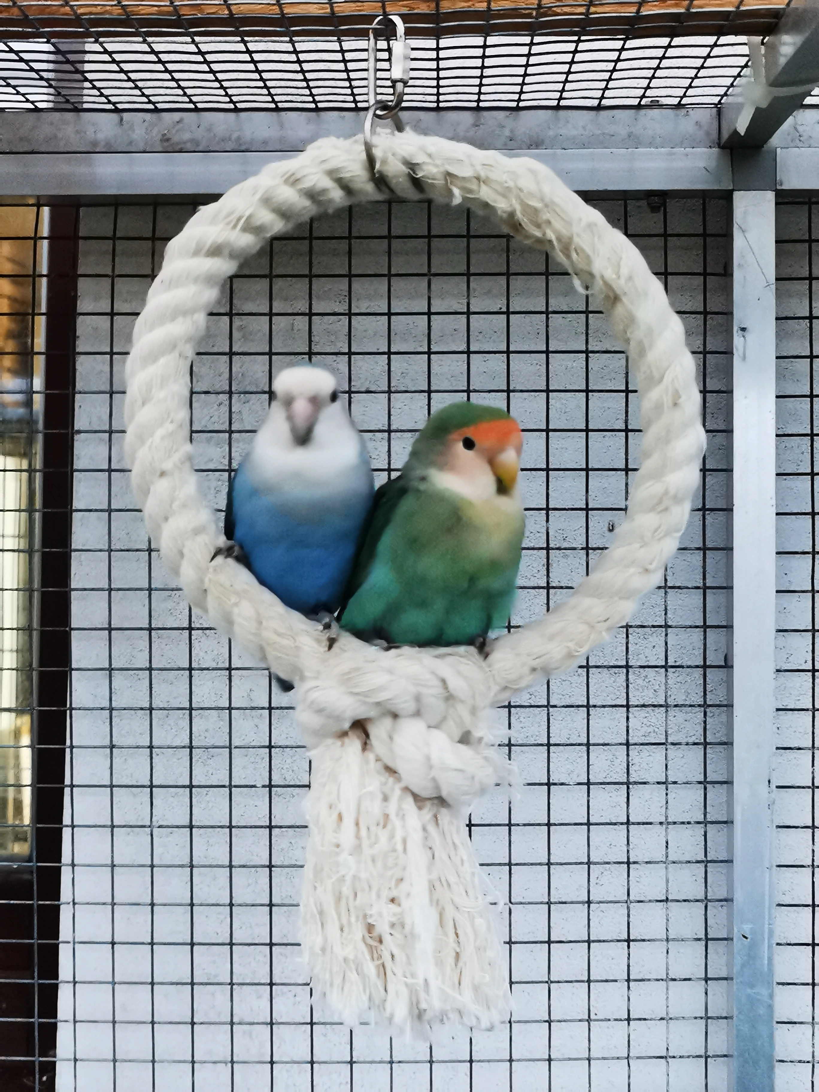 Agapornis růžohrdlý pár KLADNO 1.11.2025