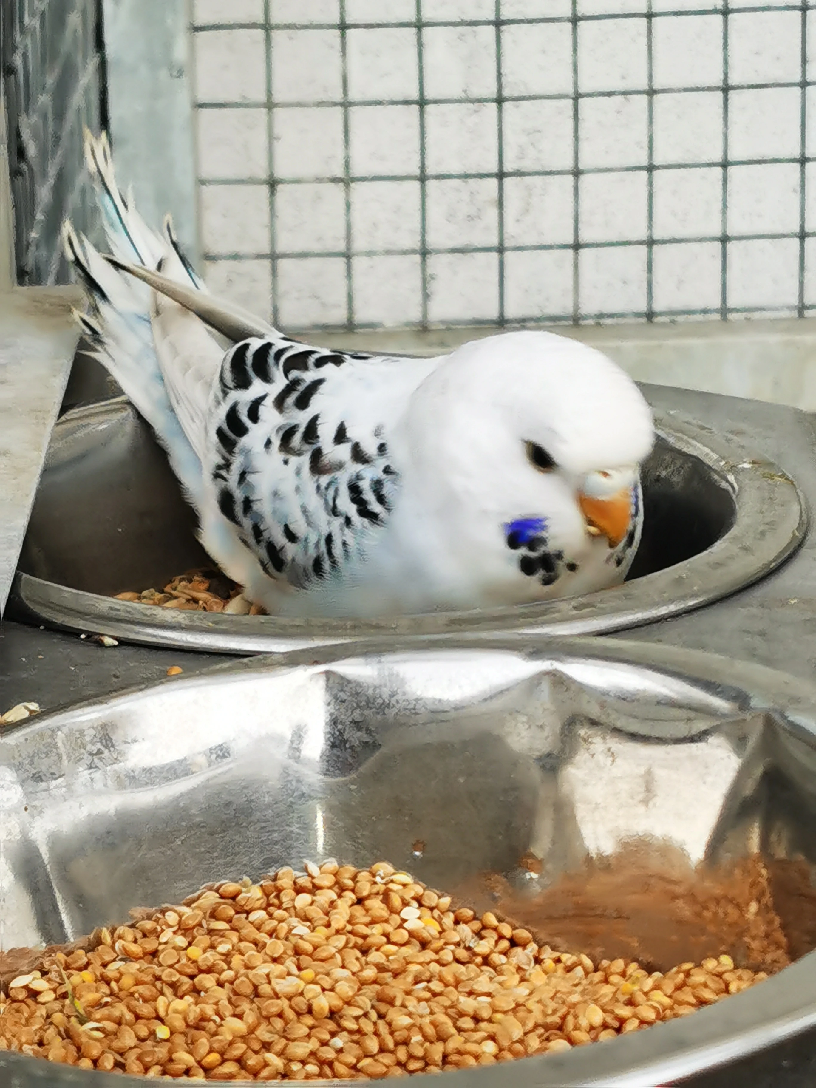 Andulka vlnkovaná TCB modrá řada, žlutá krajková