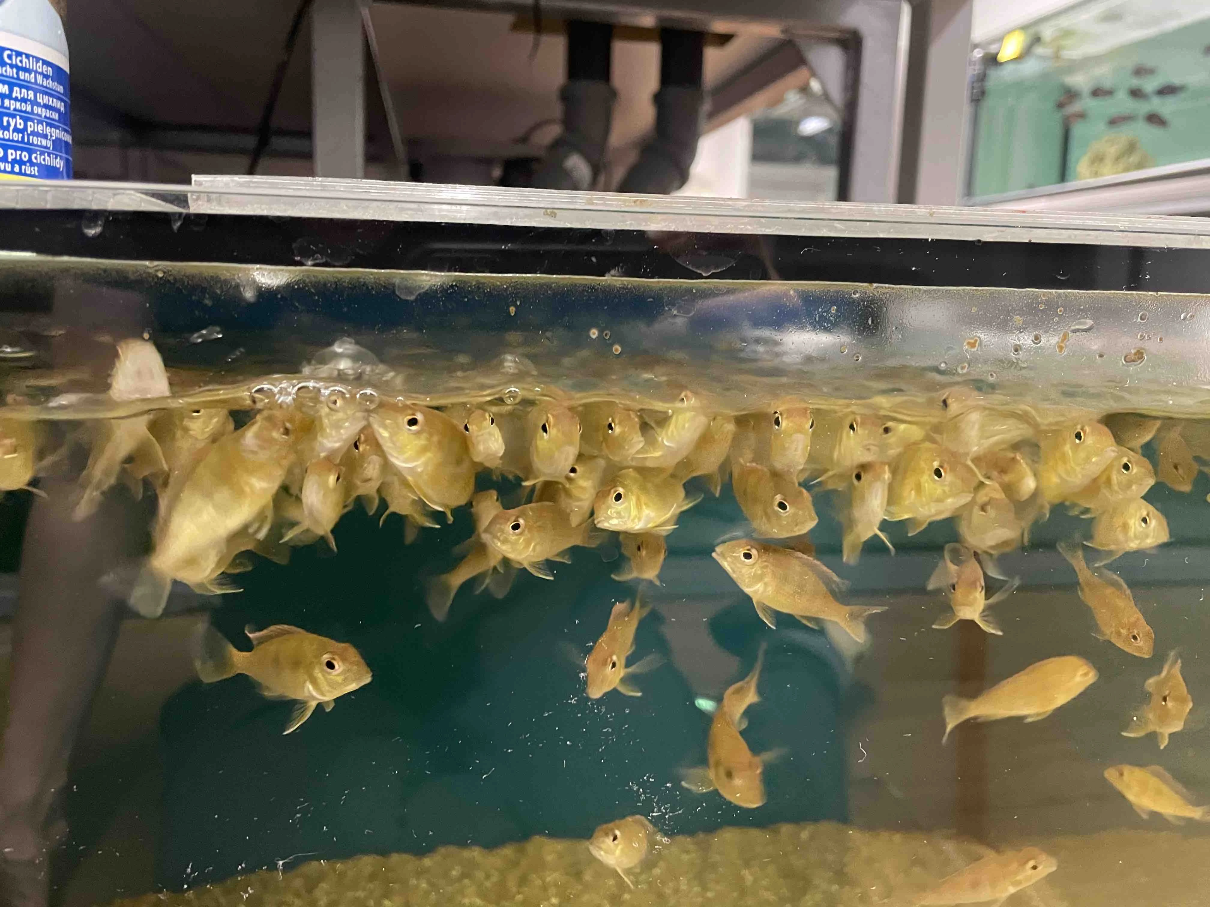 Geophagus tapajos red head