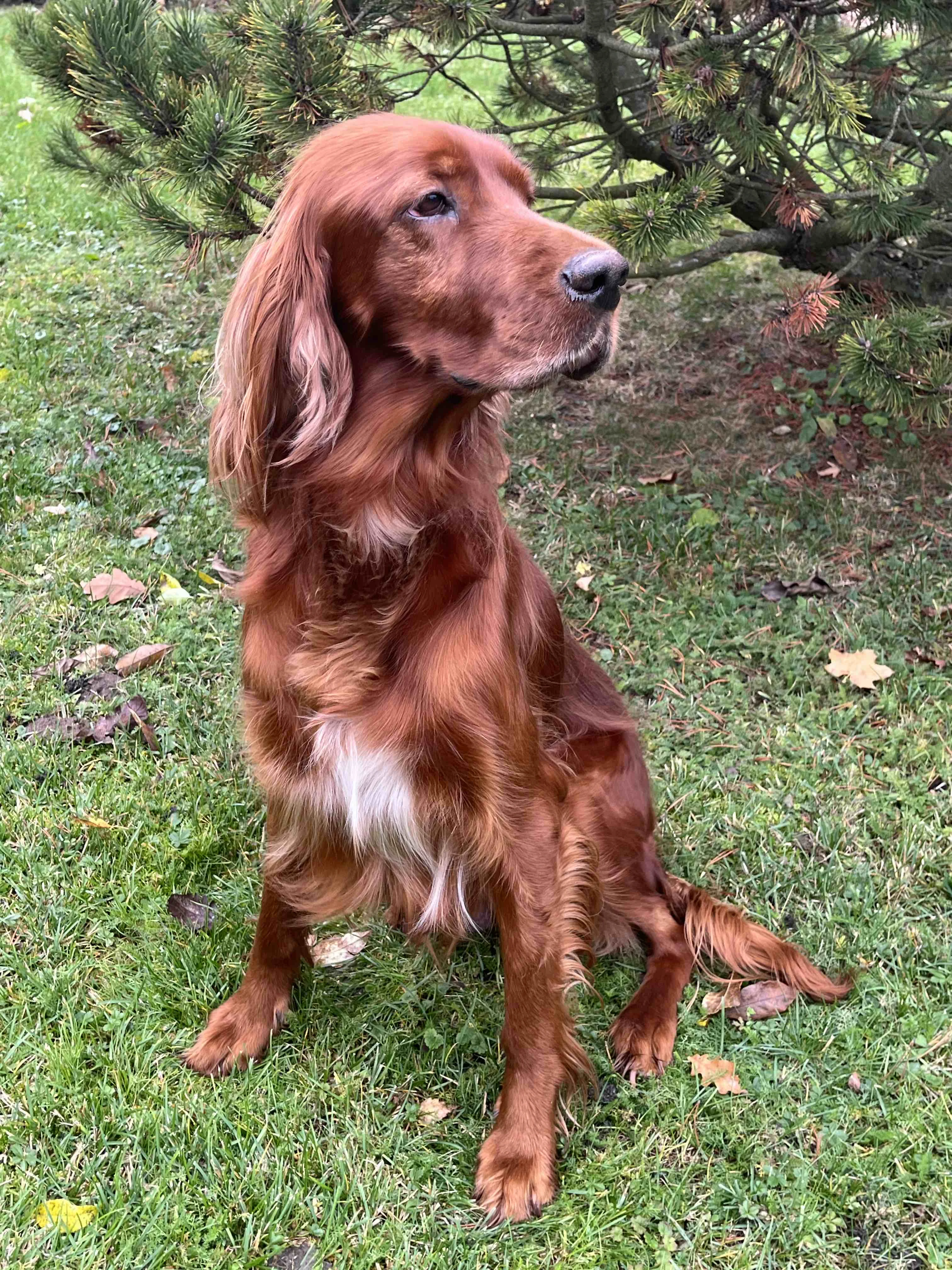 Štěňátka - Irský setr s PP