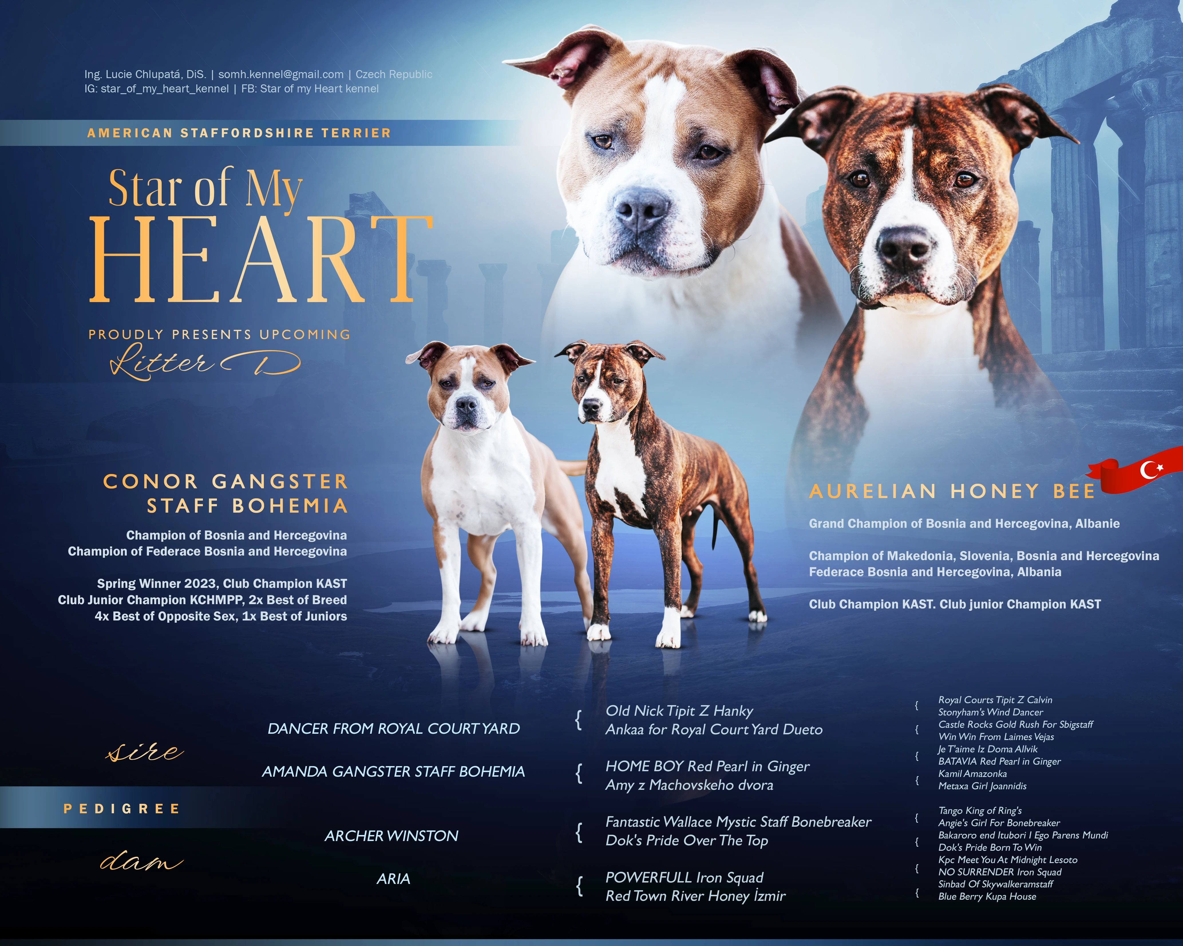 Americký stafordšírský teriér