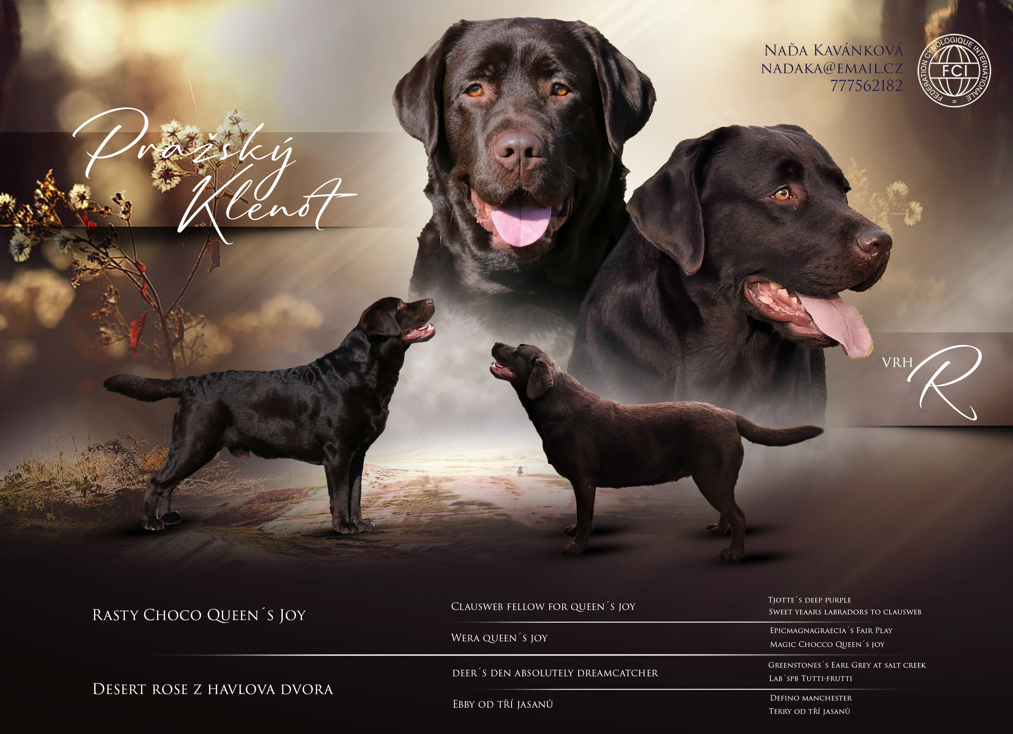 Čokoládová štěňátka labradorského retrívra s PP