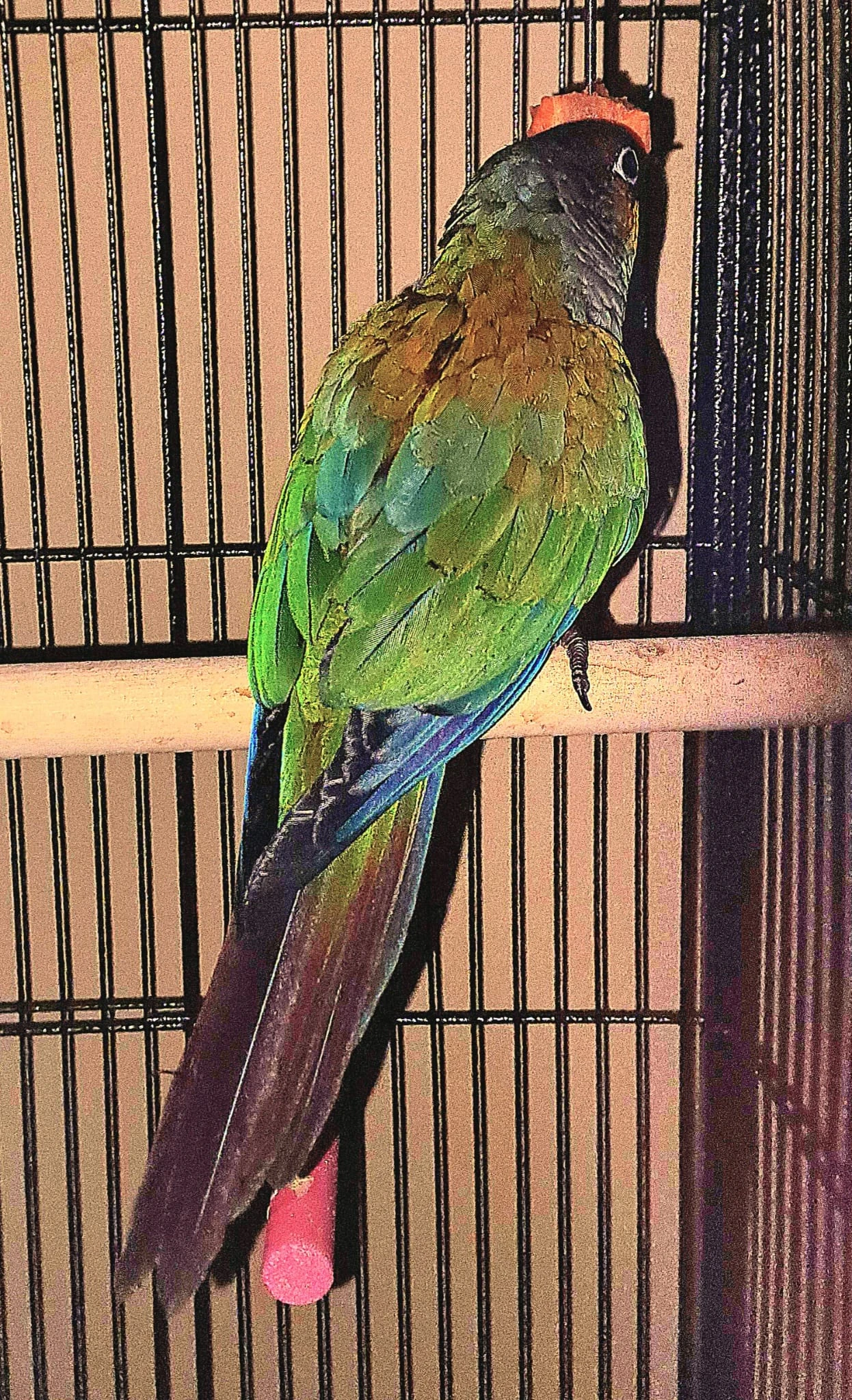 Prodám pyrury červenobřiché