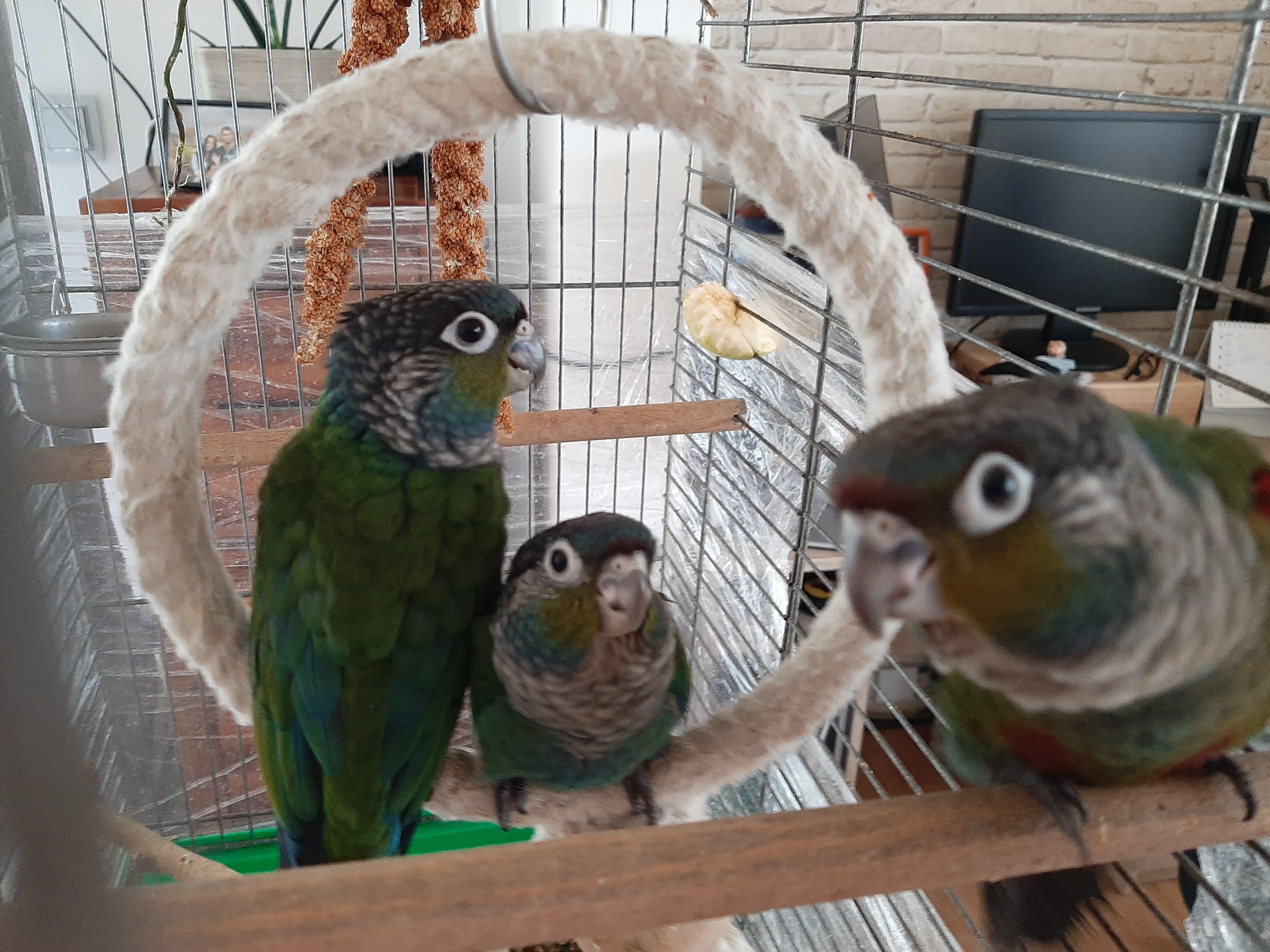 Ručně dokrmená mláďata pyrury červenobřichého