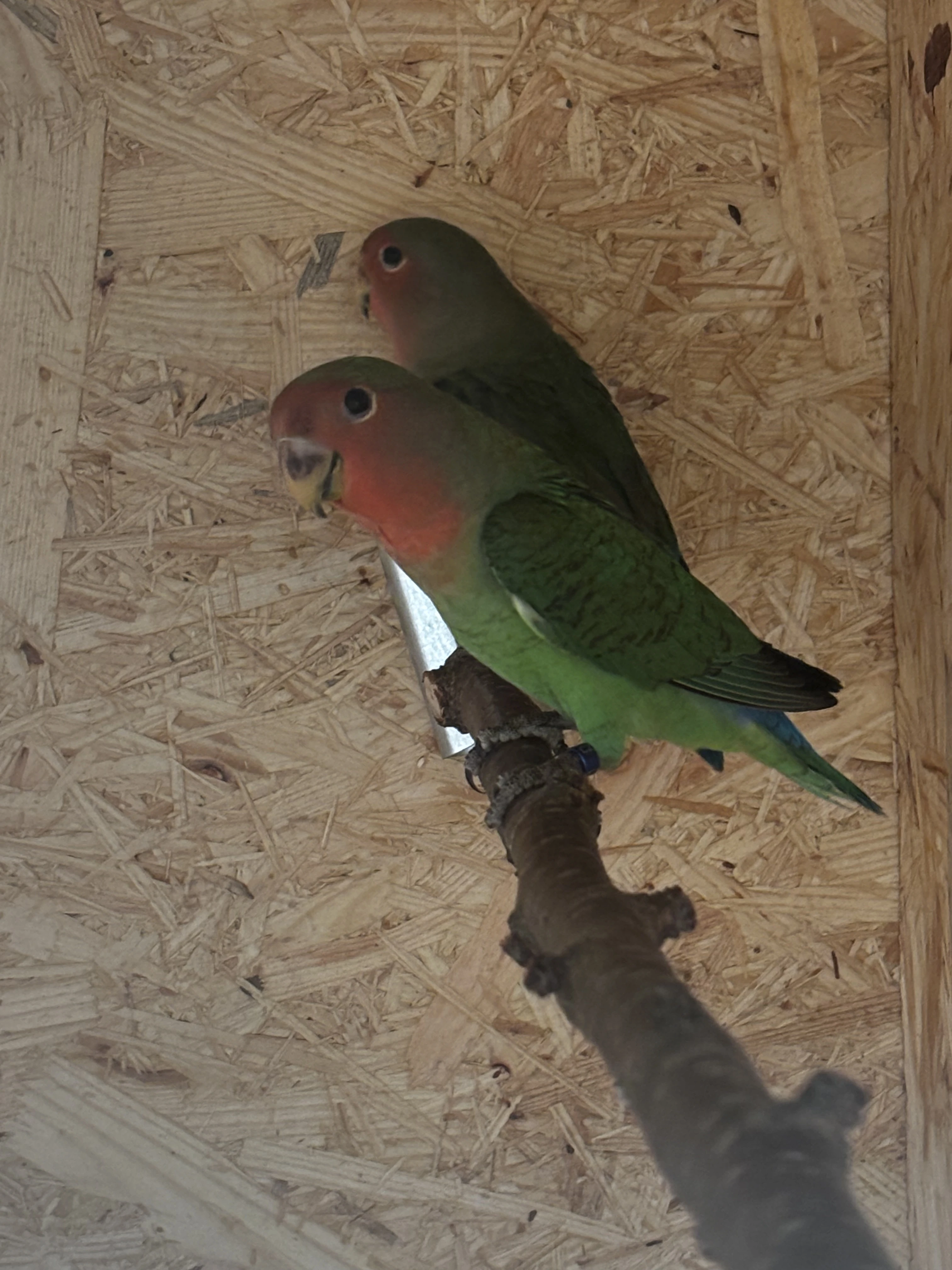 Agapornis růžohrdlý