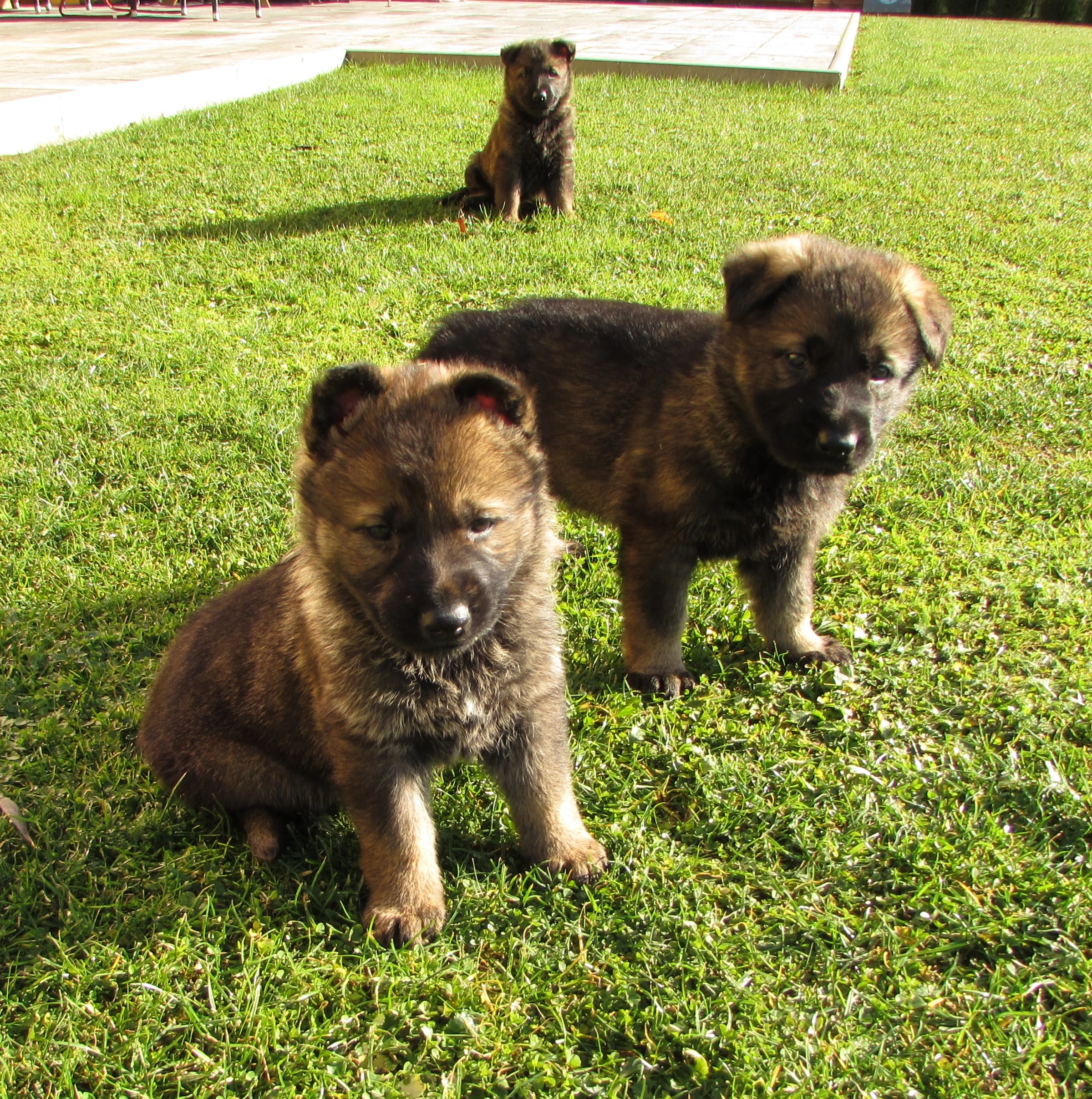 Německý ovčák - štěňata s PP