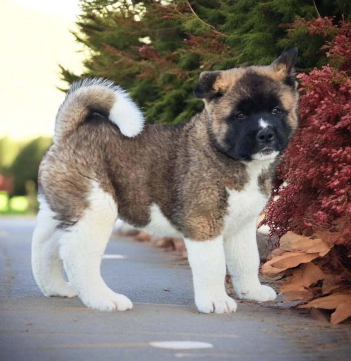 Američka akita – mužjak i ženka