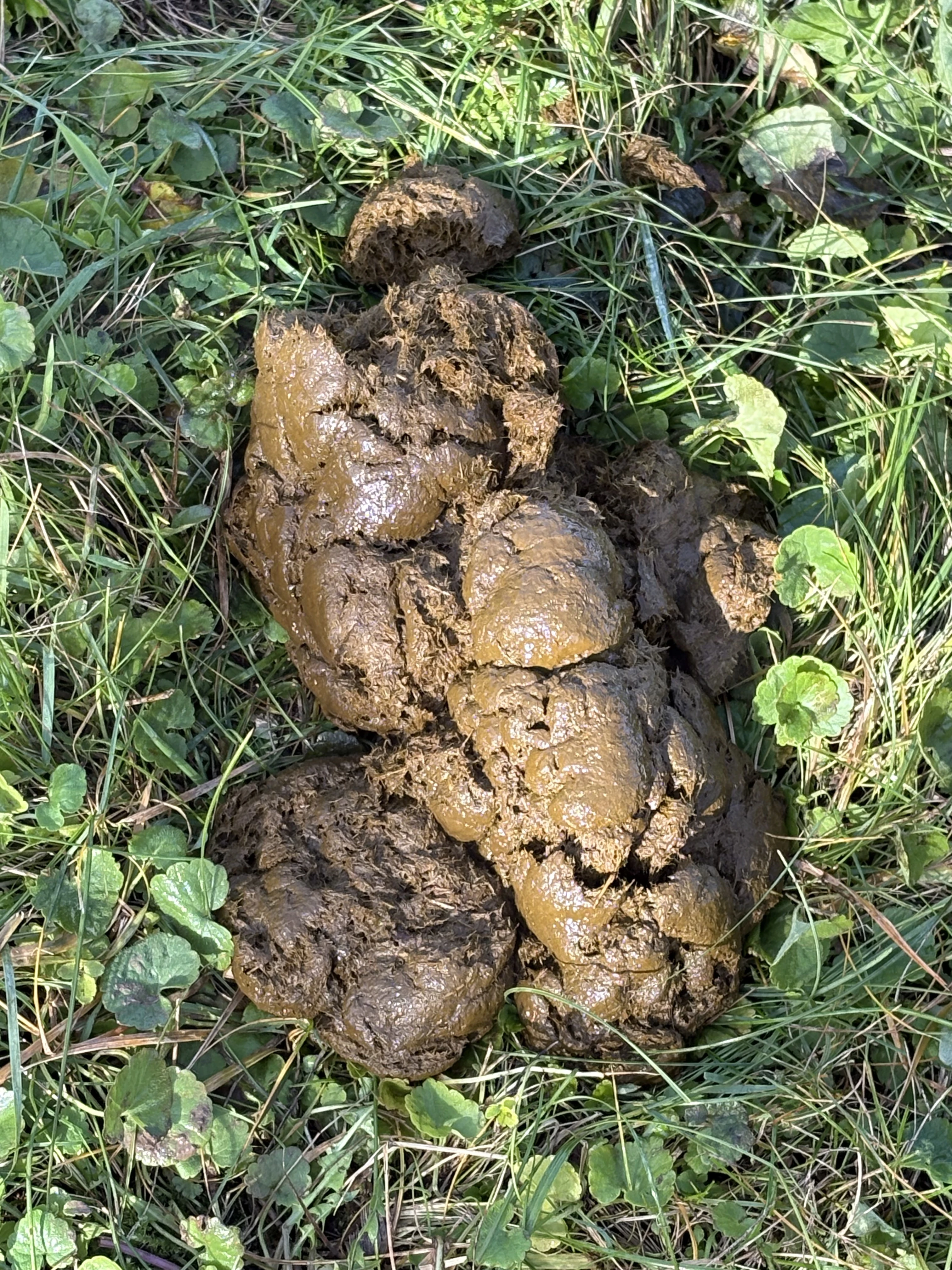 Koňský hnůj za odvoz