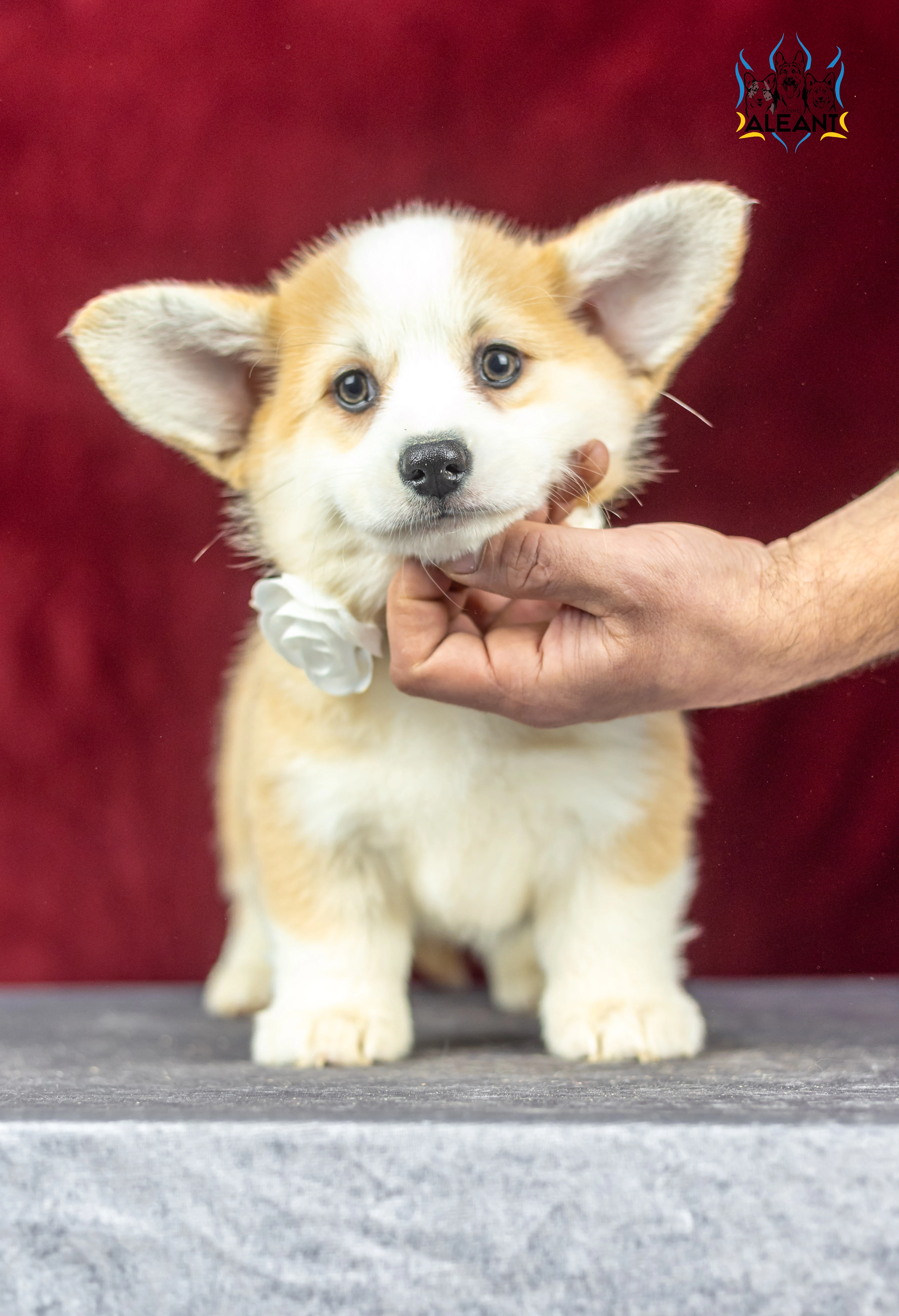 Štěňata welsh corgi pembroke