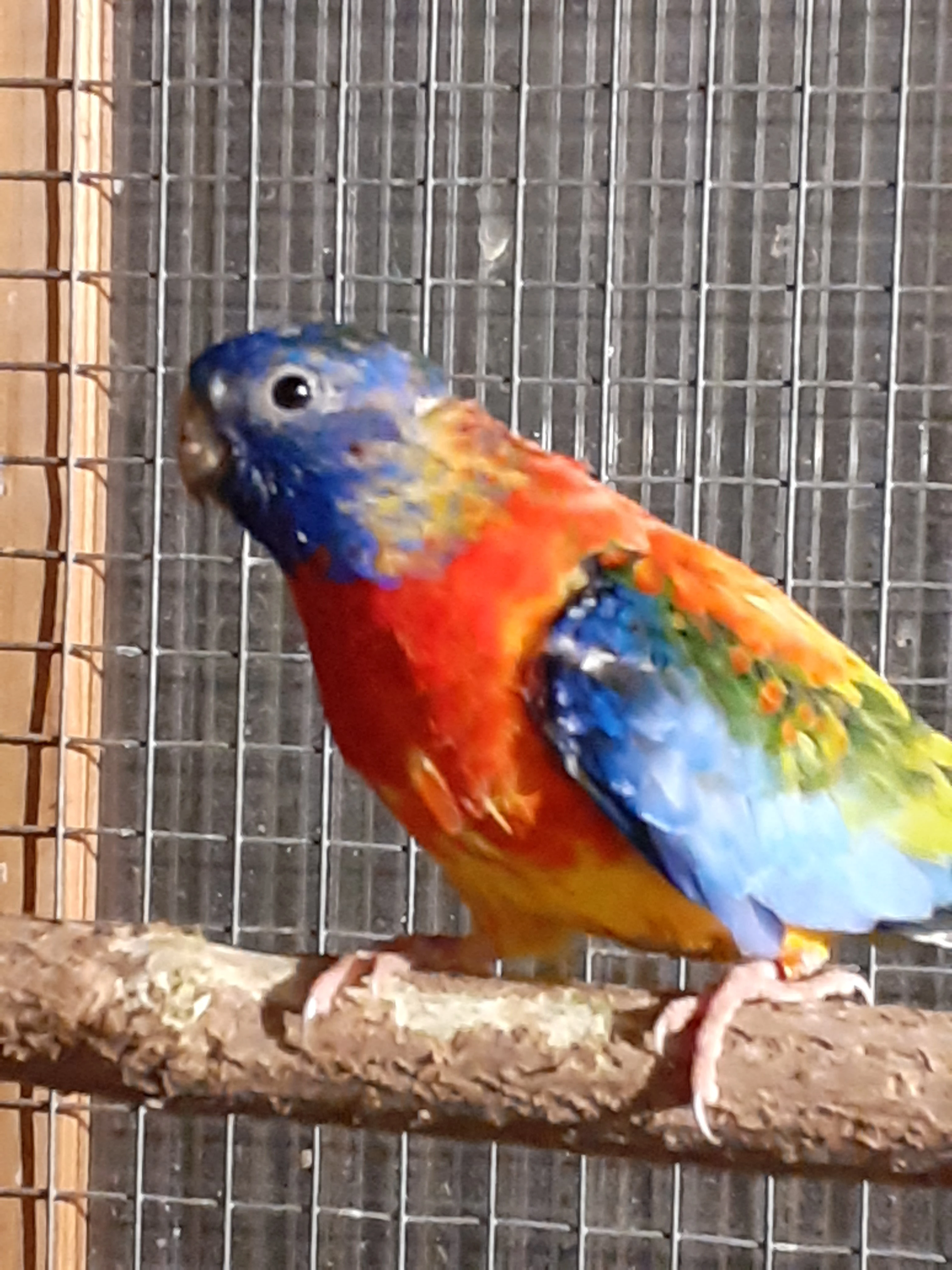 Neoféma modrohlavá opalin / rubino - 1,0 kroužek 24