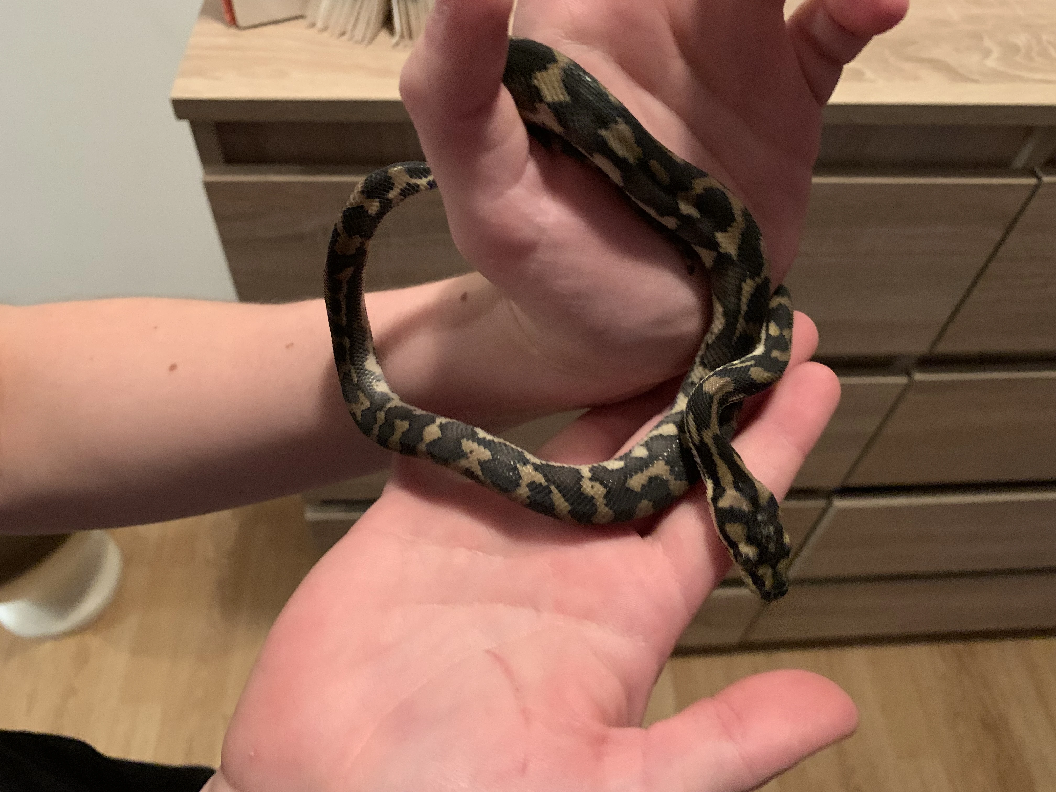 Krajta kobercová s terárkem